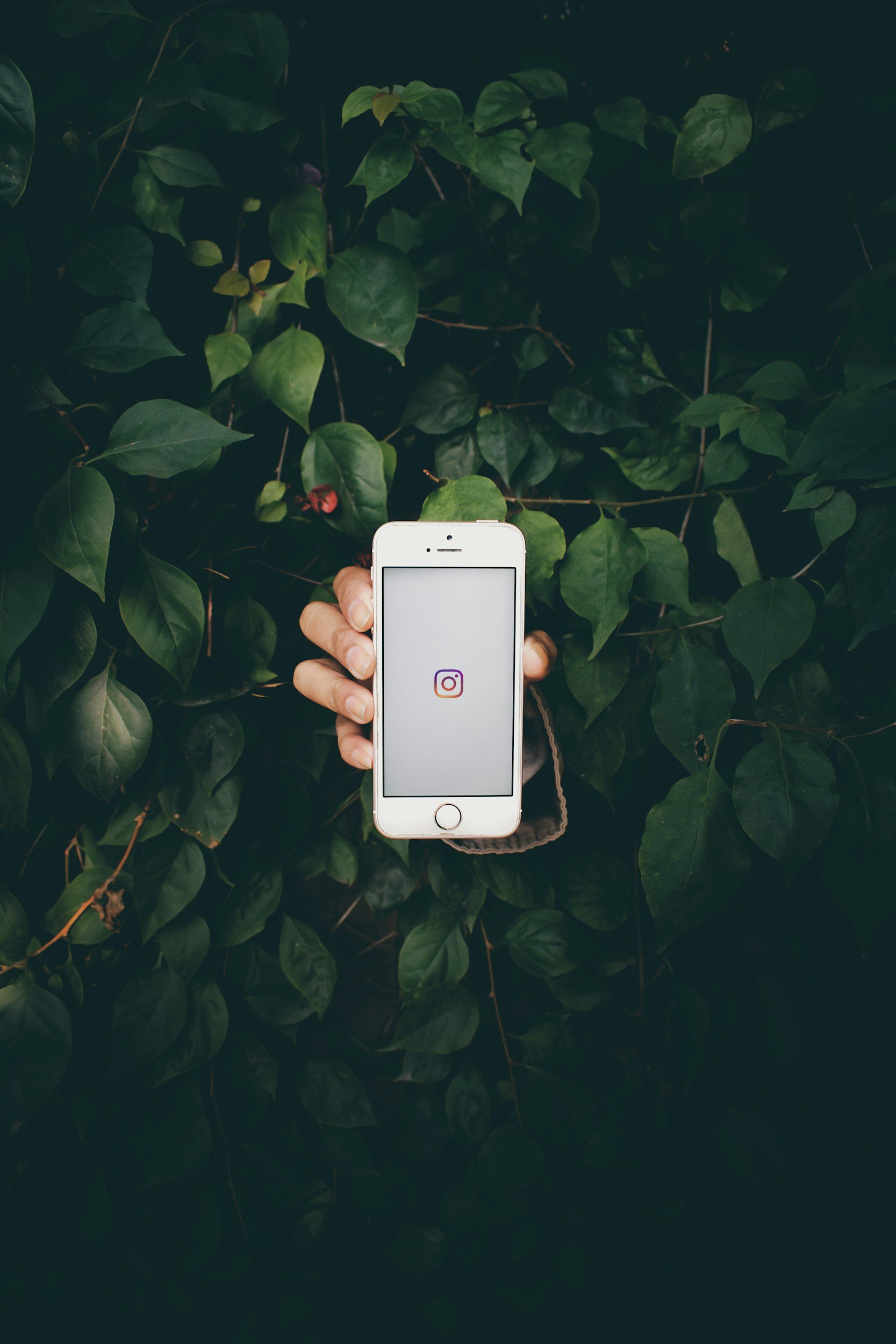 Person holding a smartphone with the Instagram logo on the screen in front of green leafy background.
