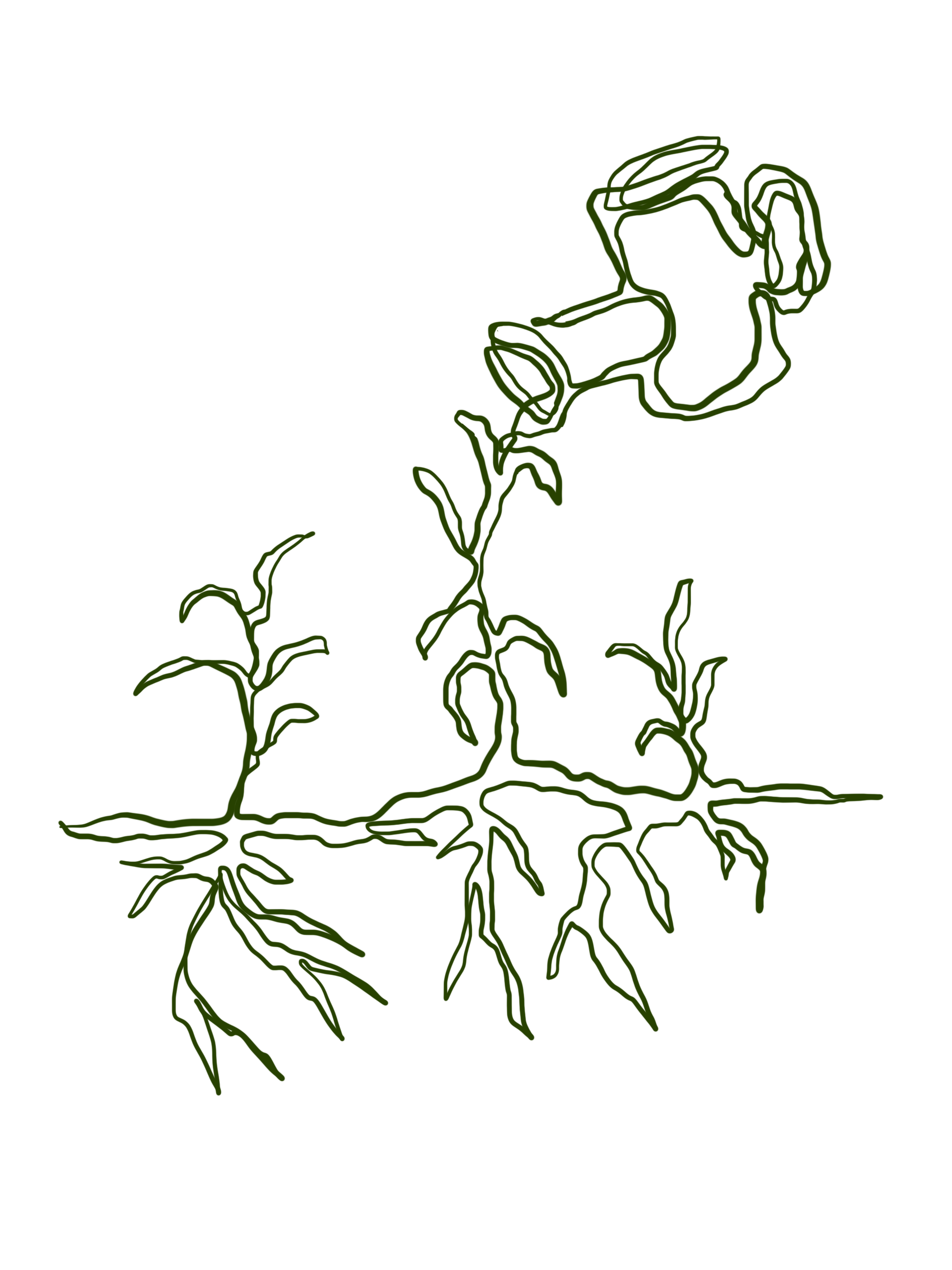 Green outline drawing of multiple growing plants with roots on black background.
