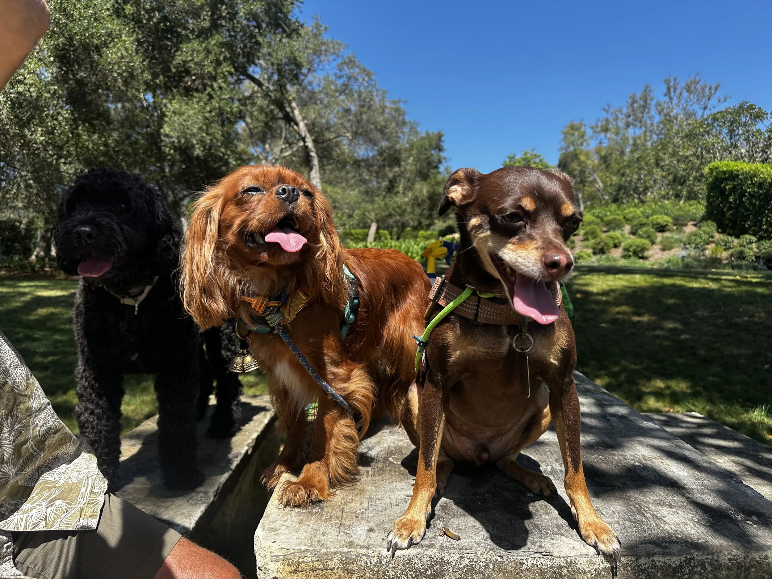 On Day 63, after viewing this picture, we realized that Lenny needed his nails trimmed.
