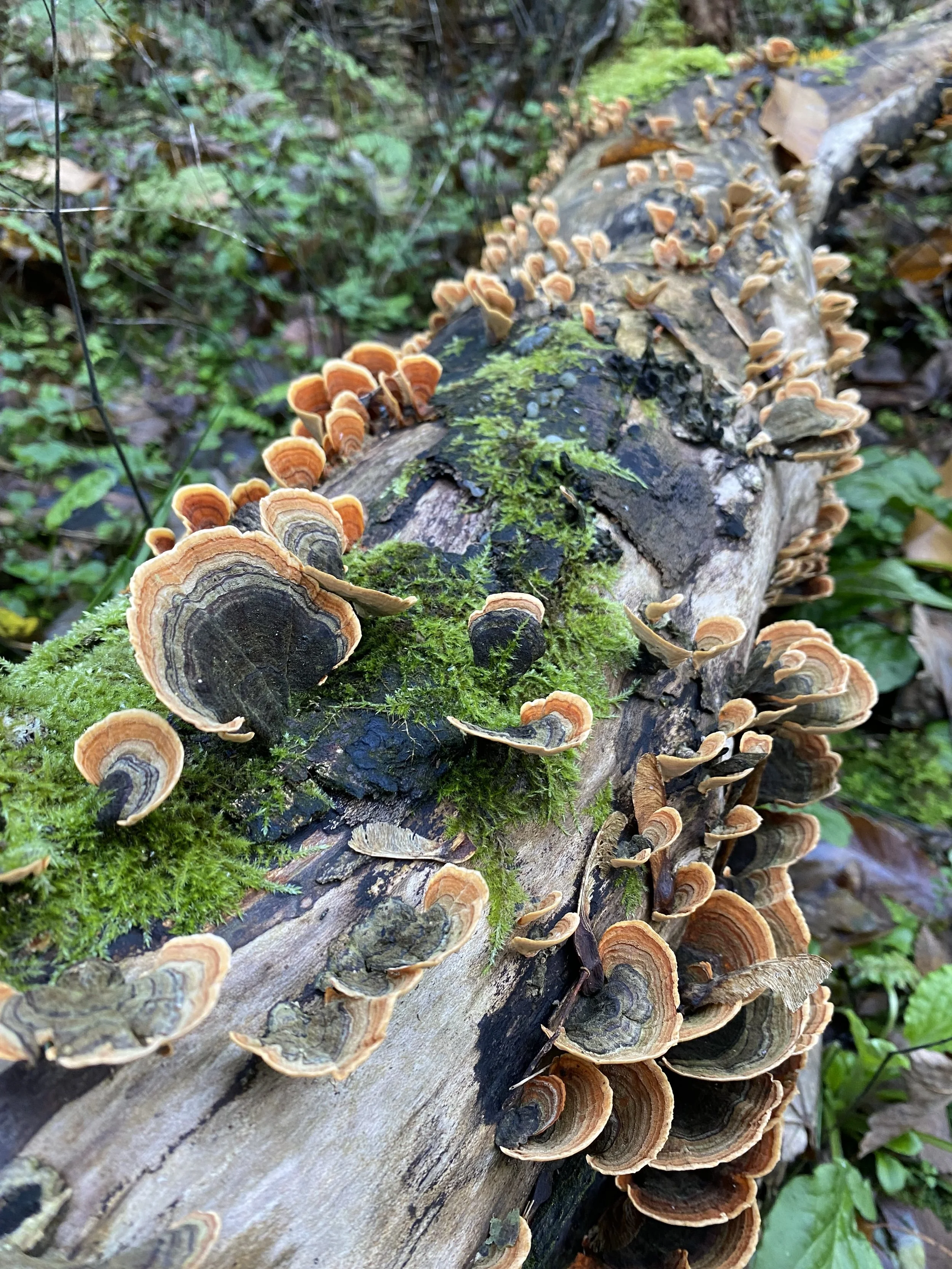 Fallen log covered in orange and brown shelf fungi, green moss, and surrounded by green plants and leaves.