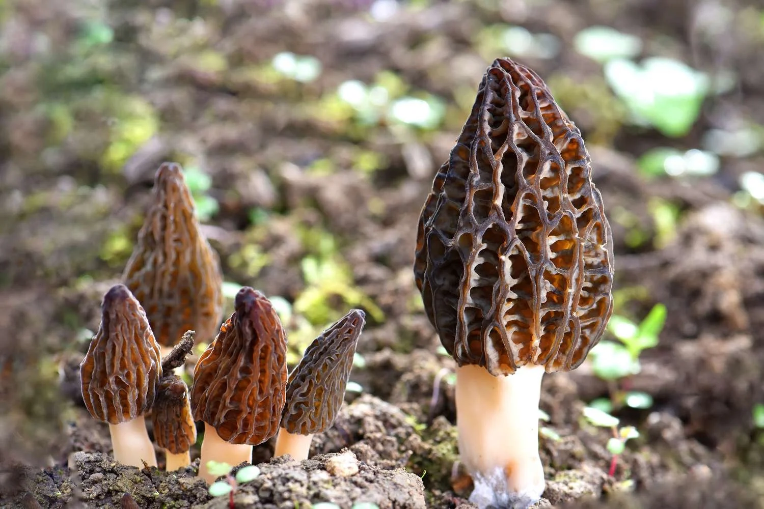 A group of morel mushrooms growing in the soil, with one larger morel mushroom in the foreground. The mushrooms have a honeycomb-like, ridged, brown cap and a white stem, set against a blurred earthy background.