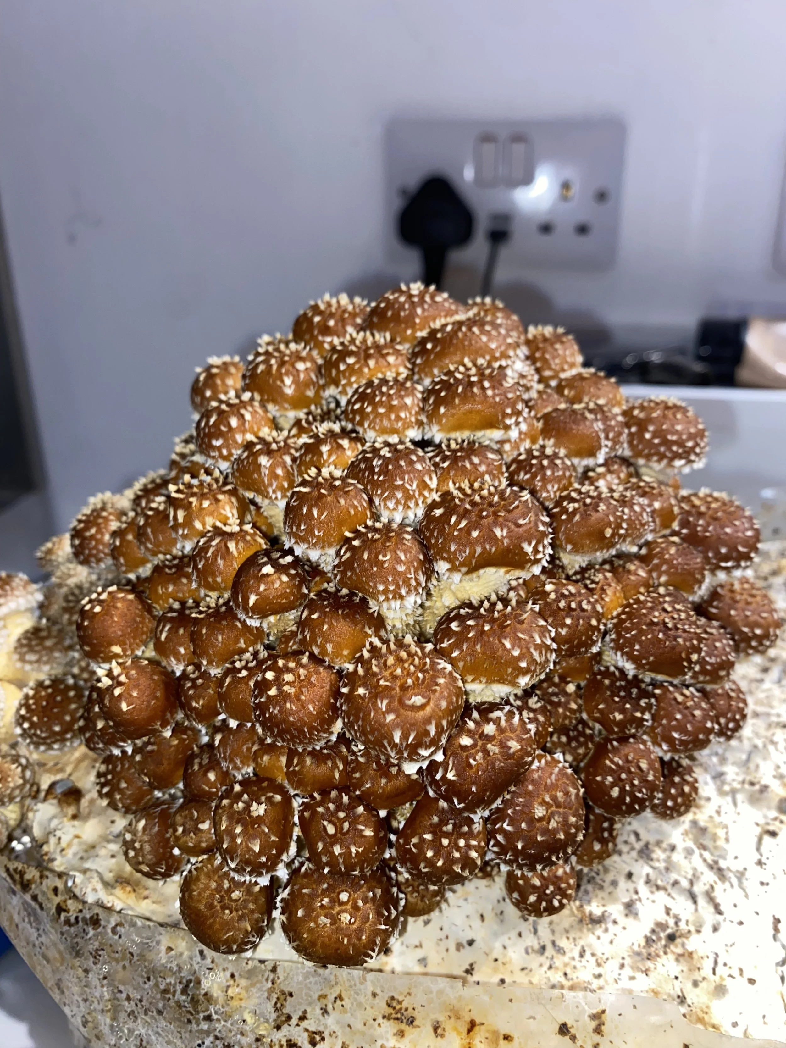 A large, cone-shaped cake decorated with numerous small, round, brown buns sprinkled with white sesame seeds.