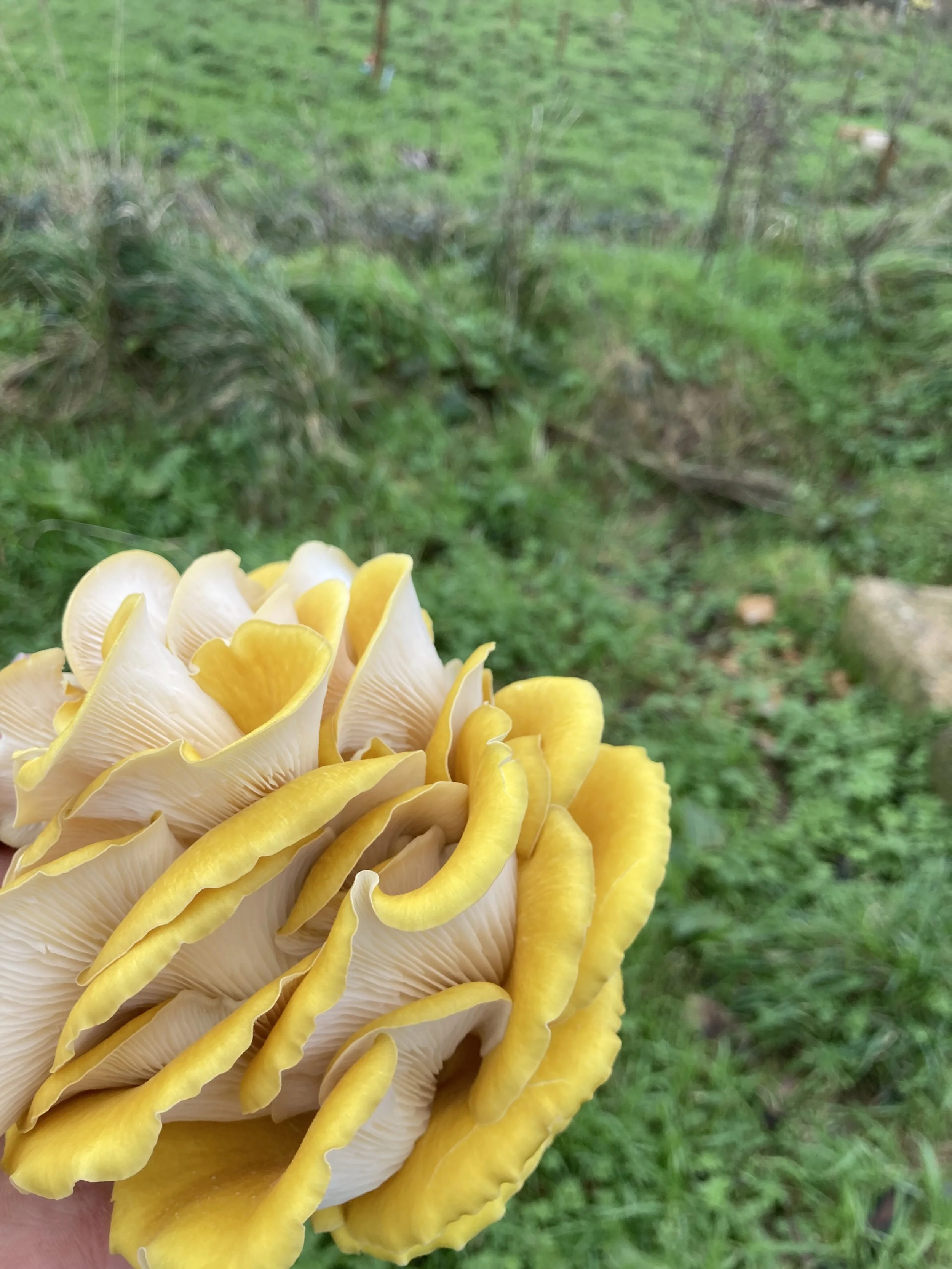 Close-up of yellow and white mushrooms with gills, held outdoors with green grass in background.