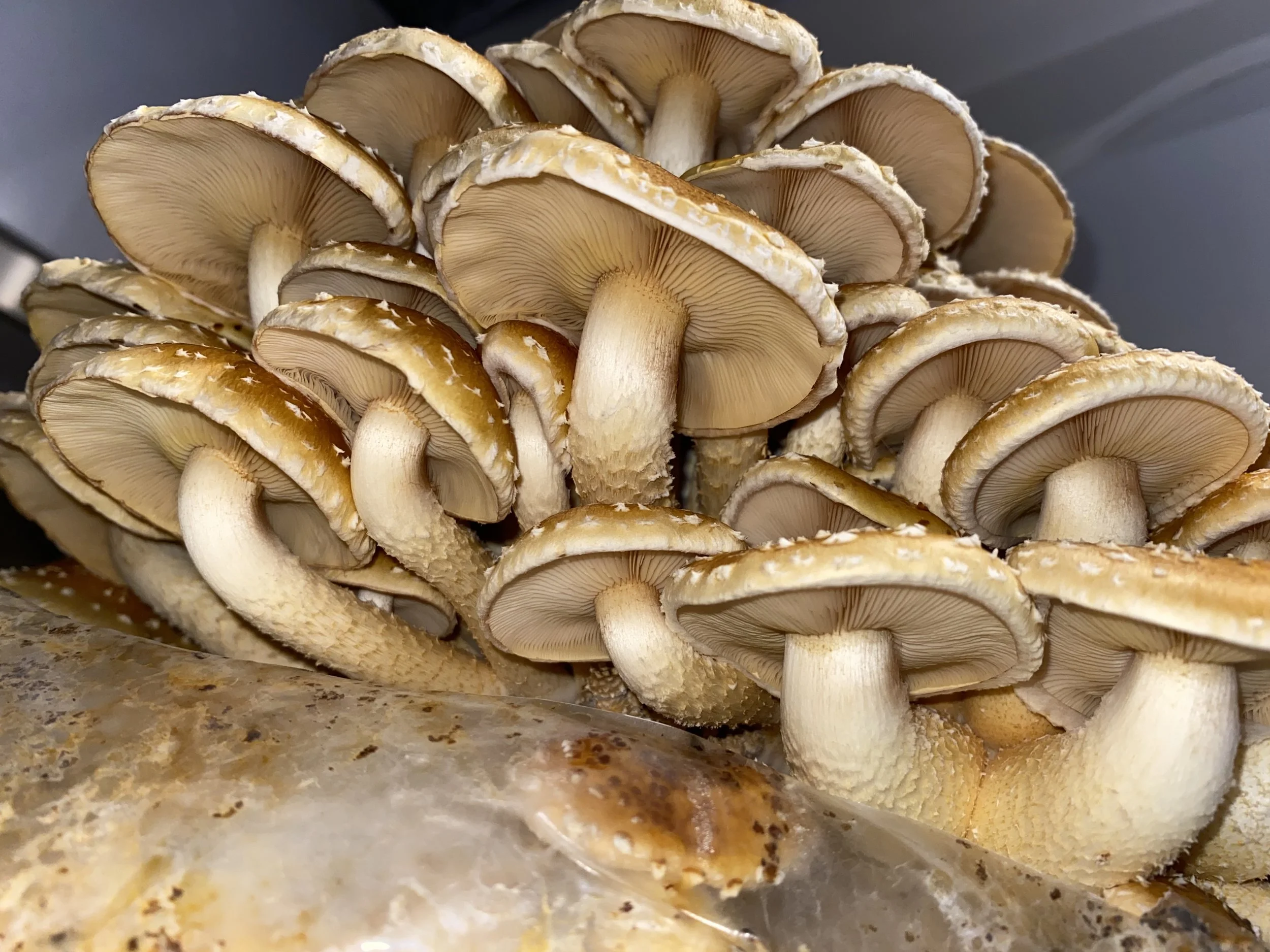 A large cluster of fresh mushrooms with tan caps and creamy white stems, displayed on a flat surface.