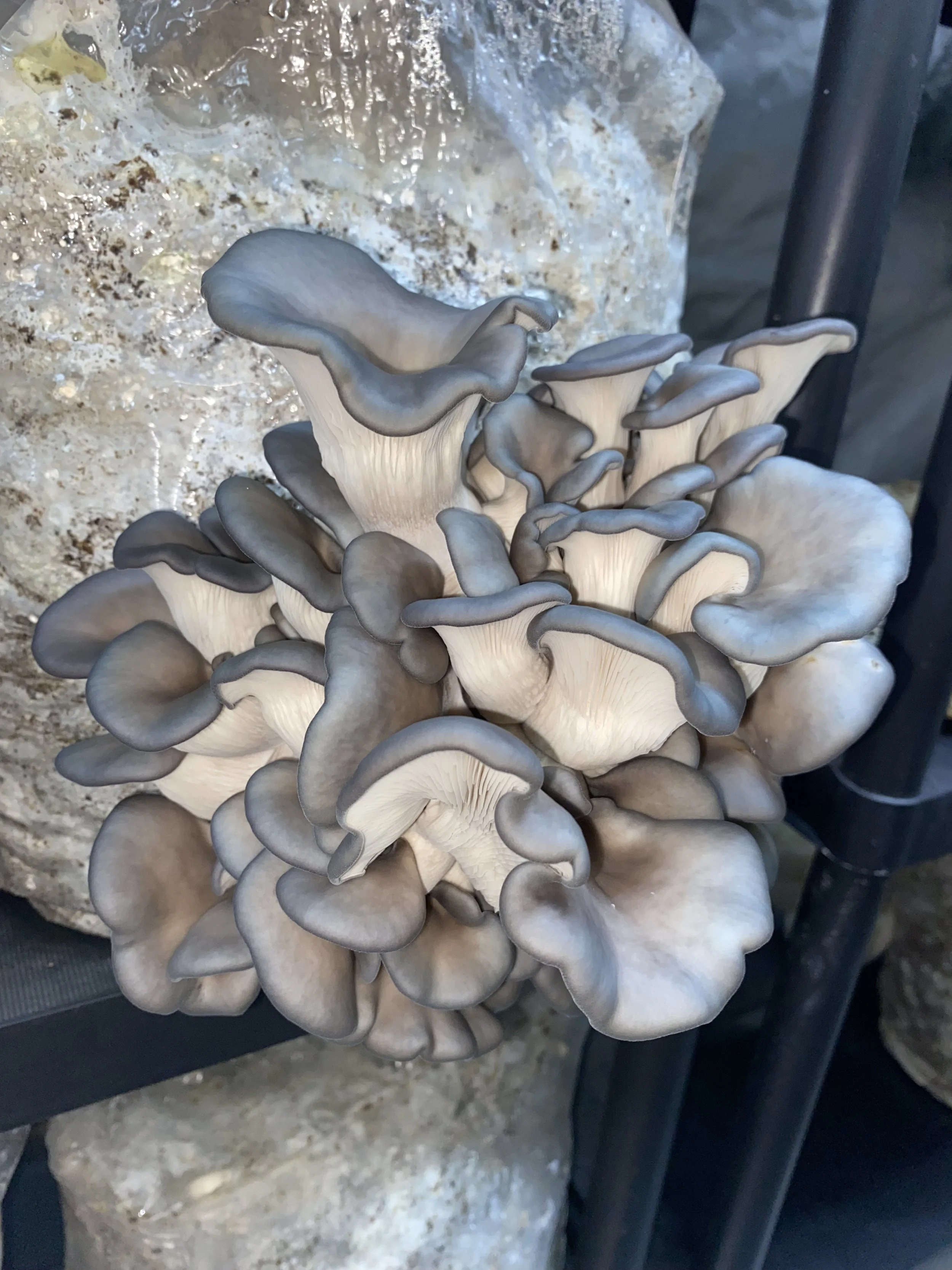 Cluster of oyster mushrooms growing on a piece of wood.