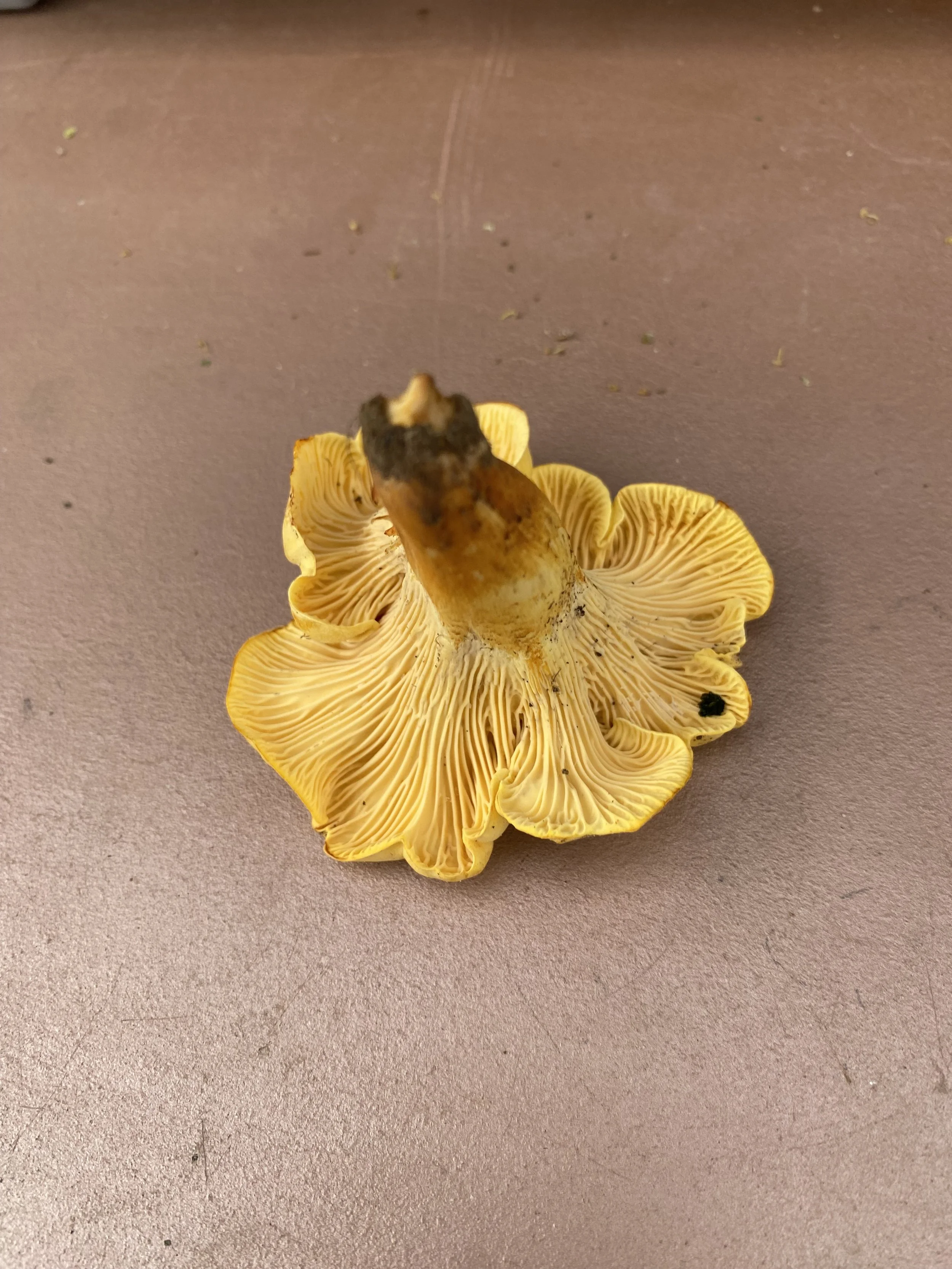 A yellow mushroom with gills underneath, lying on a pinkish surface.