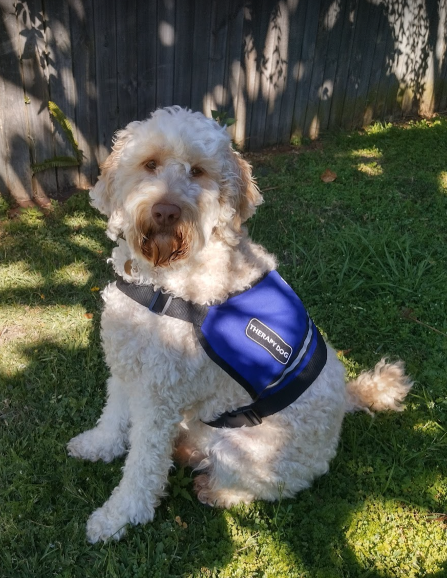 A curly-haired, light-colored dog wearing a blue harness labeled "THERAPY DOG" sitting on grass in a yard with a wooden fence and shaded sunlight.