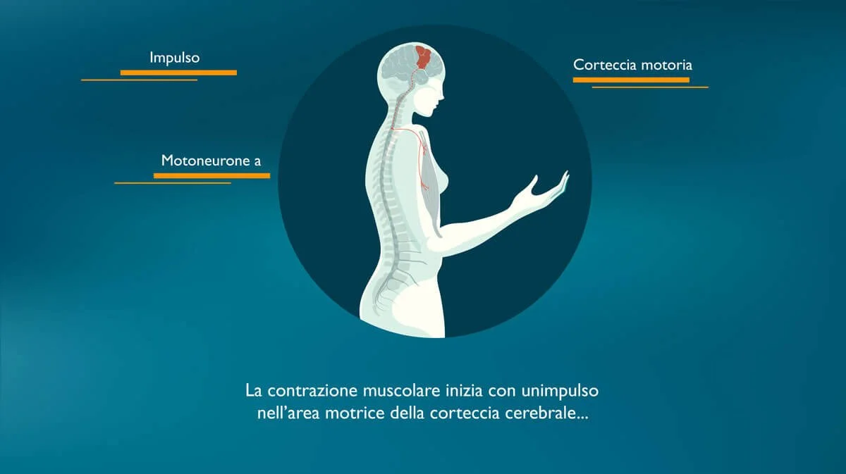 Pacini Editore - la contrazione muscolare (video)