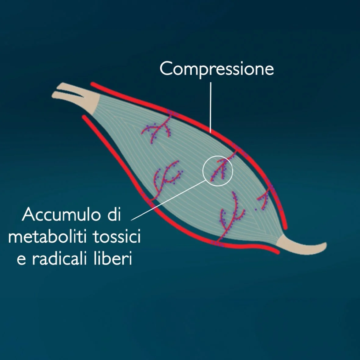 Pacini Editore - la contrazione muscolare (video)