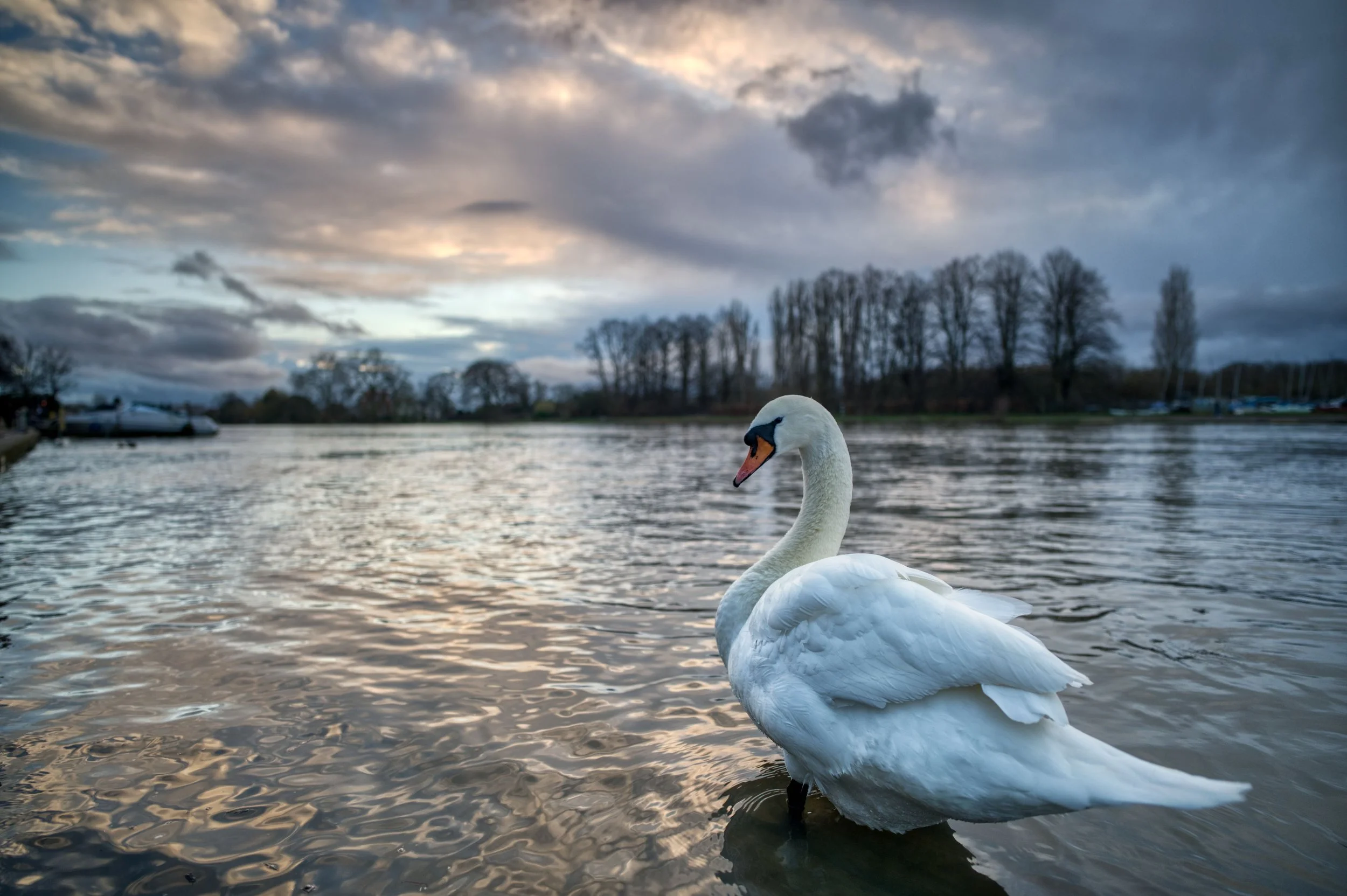 A swan stands by a river on a cloudy day