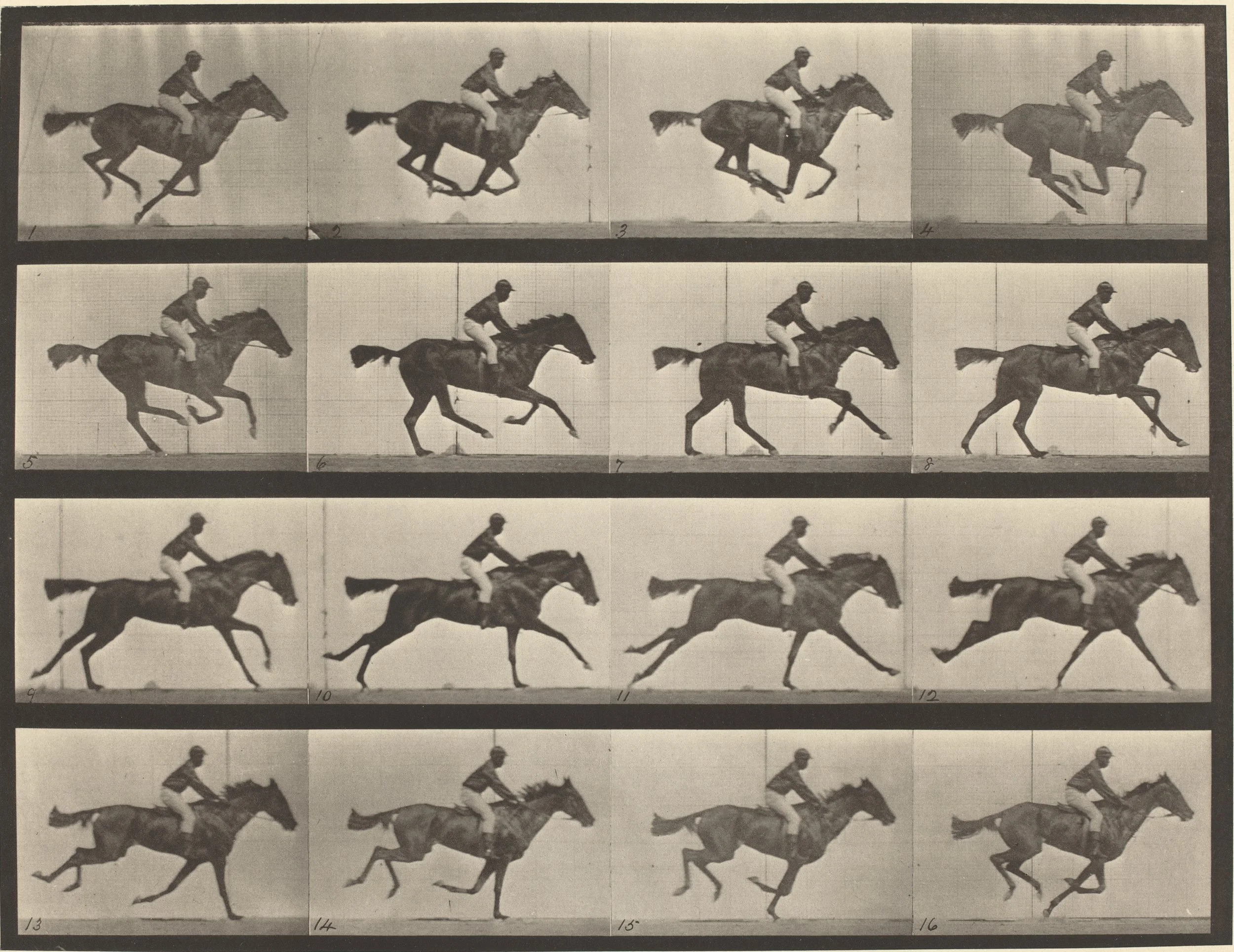 Multiple images of a horse in motion