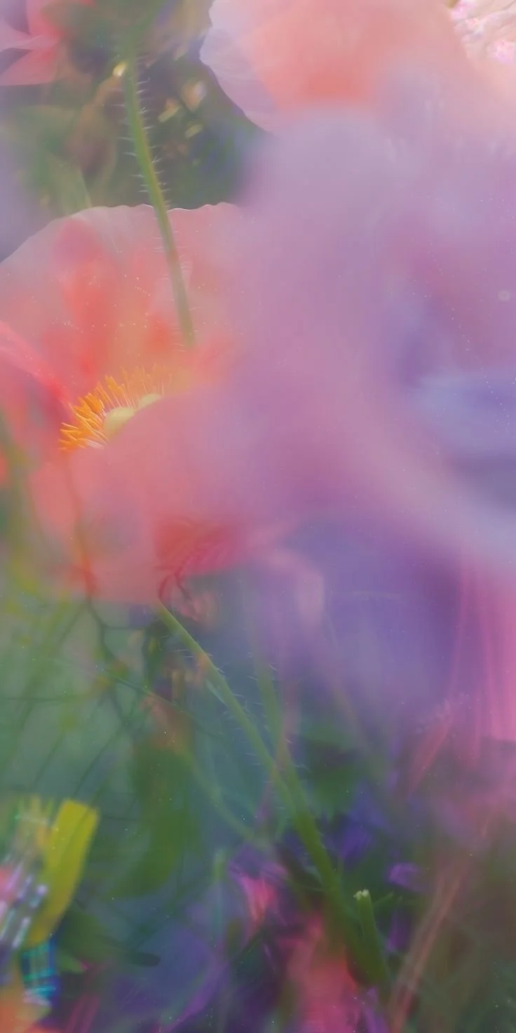 Flores de color rosa, naranja y púrpura con un fondo difuso y suave.