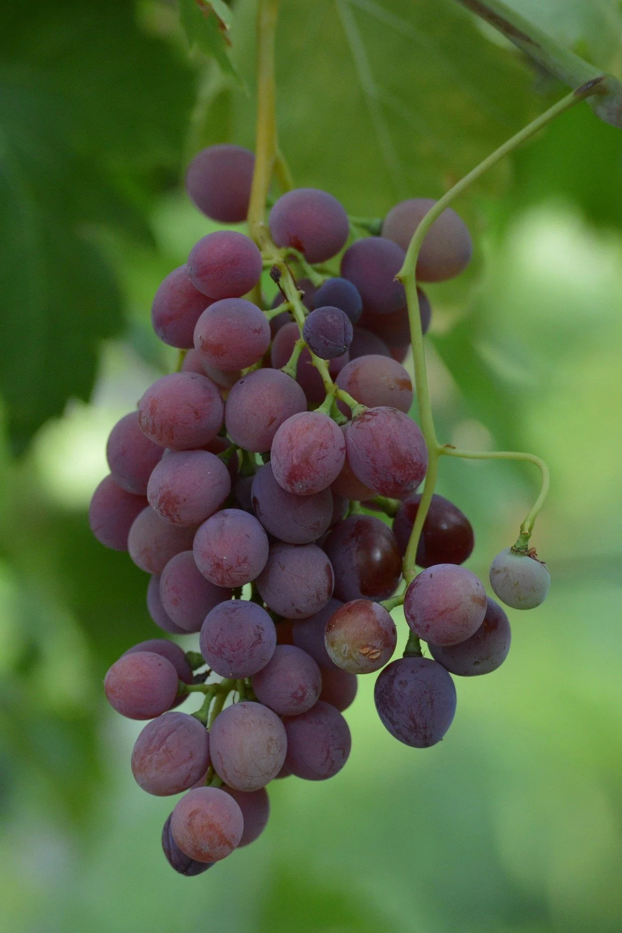 jimmorgan-grapes-7349178_1920.jpg