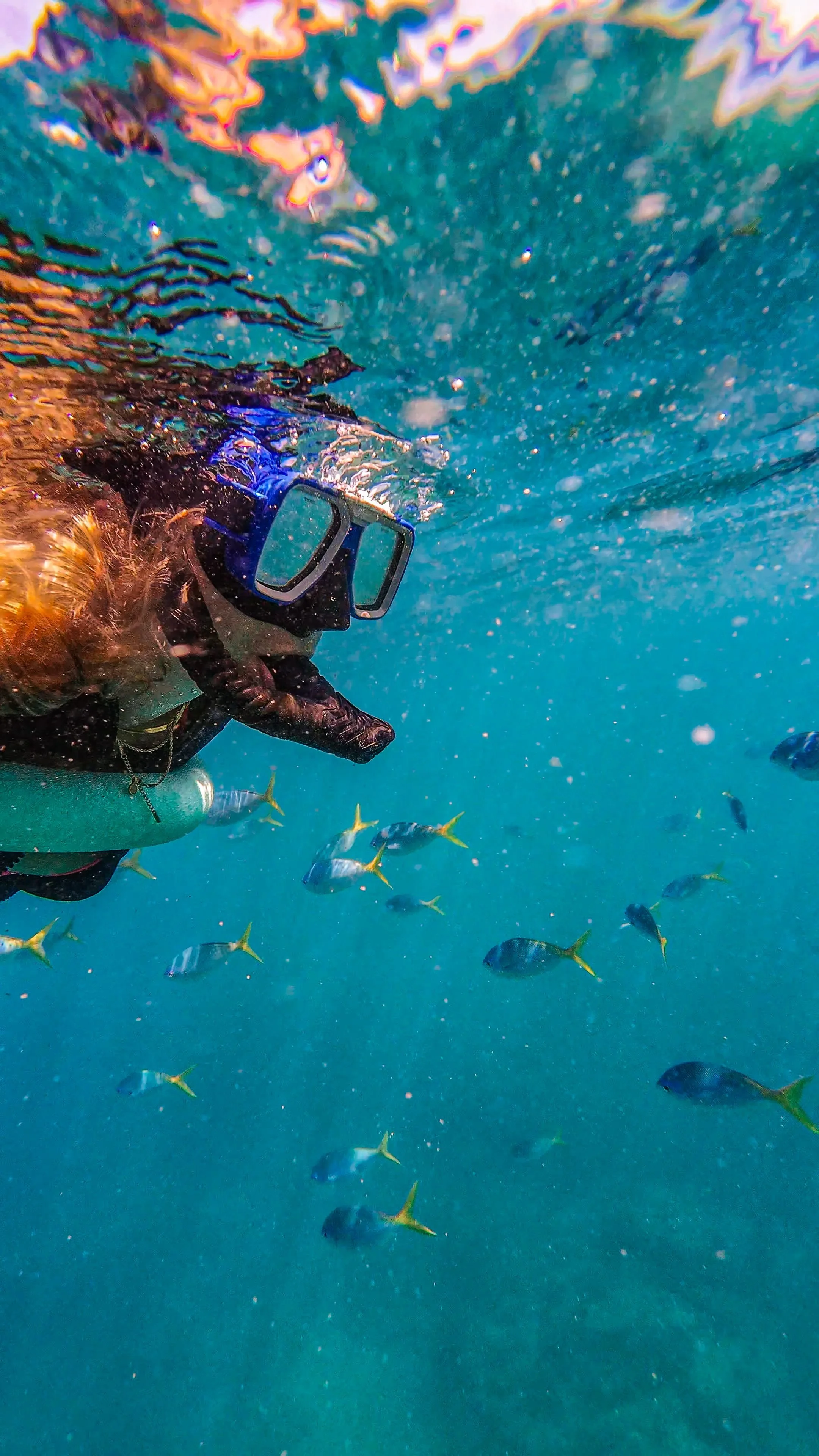 adriatic snorkeling fish swimming