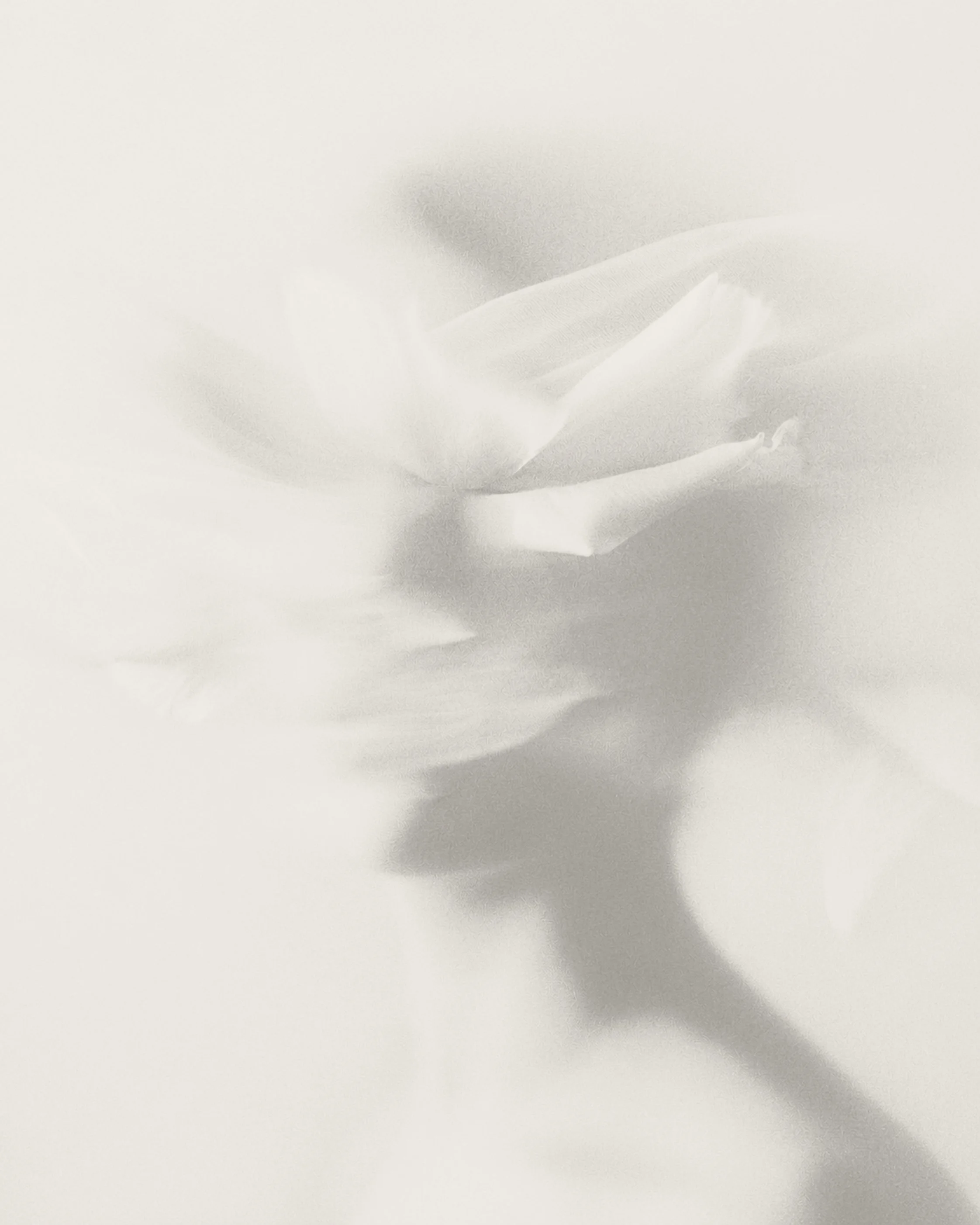 Imagem em tons de branco com uma pétala de flor sobre uma superfície semelhante a seda.