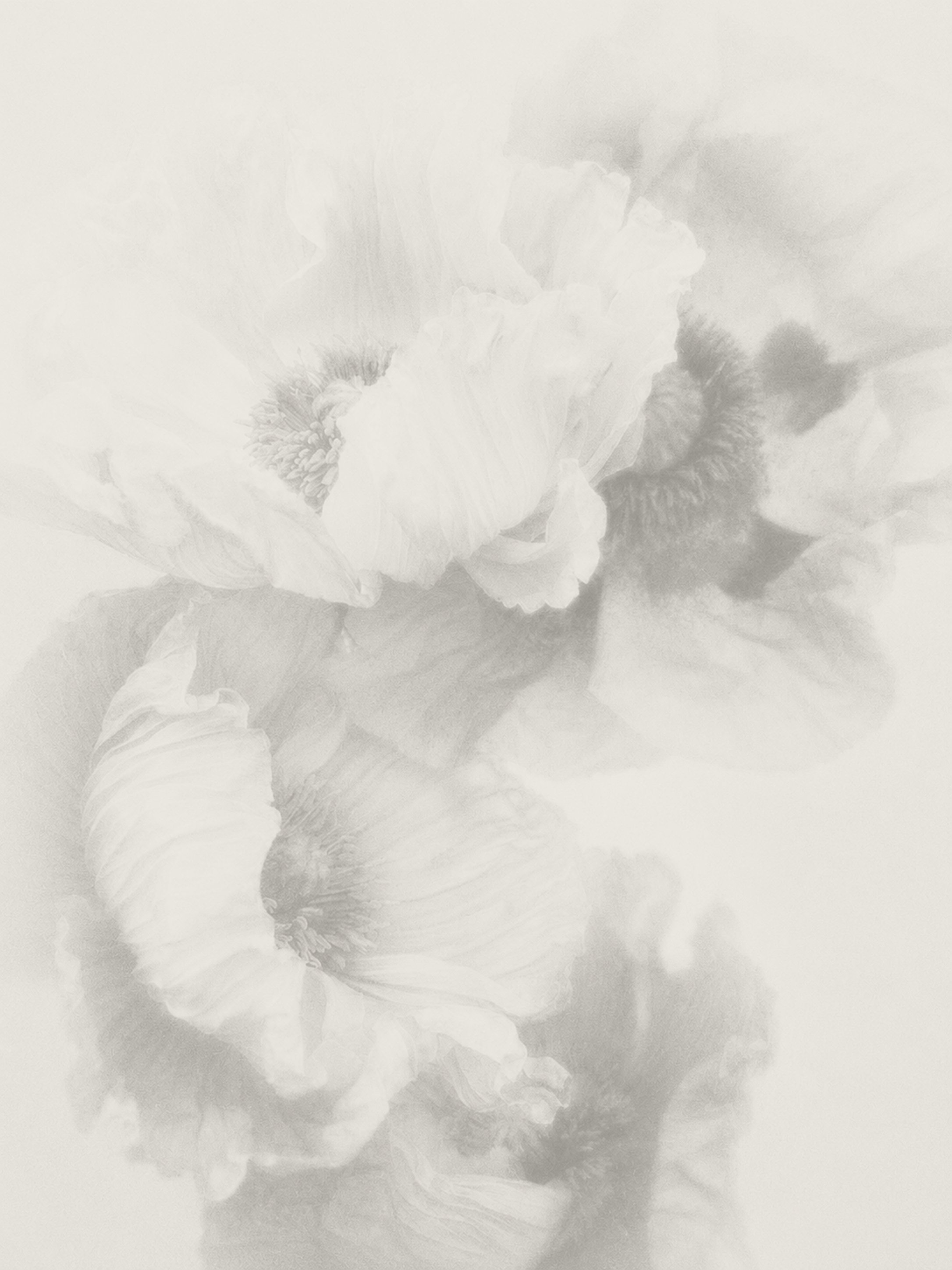 Imagem em tons de cinza de uma flor com pétalas grandes e uma haste enrolada.