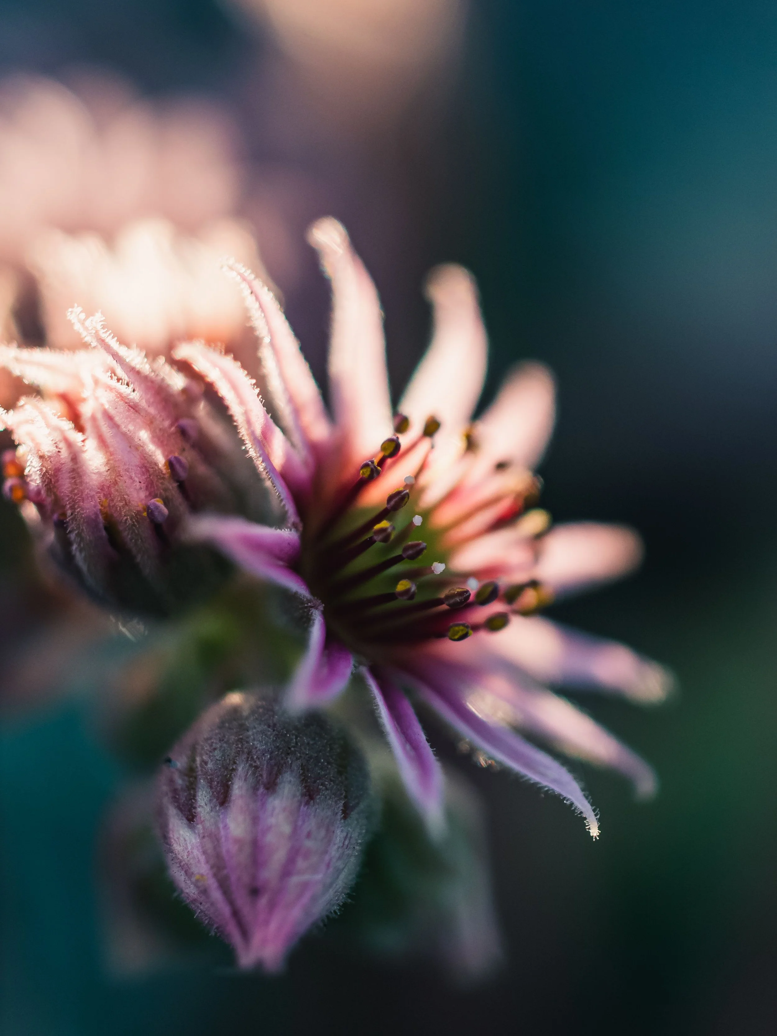 Close-up de uma flor com pétalas rosadas e detalhes de pelos na parte interna, com fundo desfocado em tons escuros.