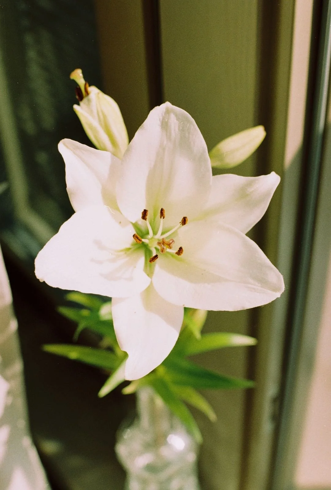Close-up de uma flor branca de lírio, com pétalas abertas e estames visíveis, ao fundo fundo desfocado com folhas verdes.