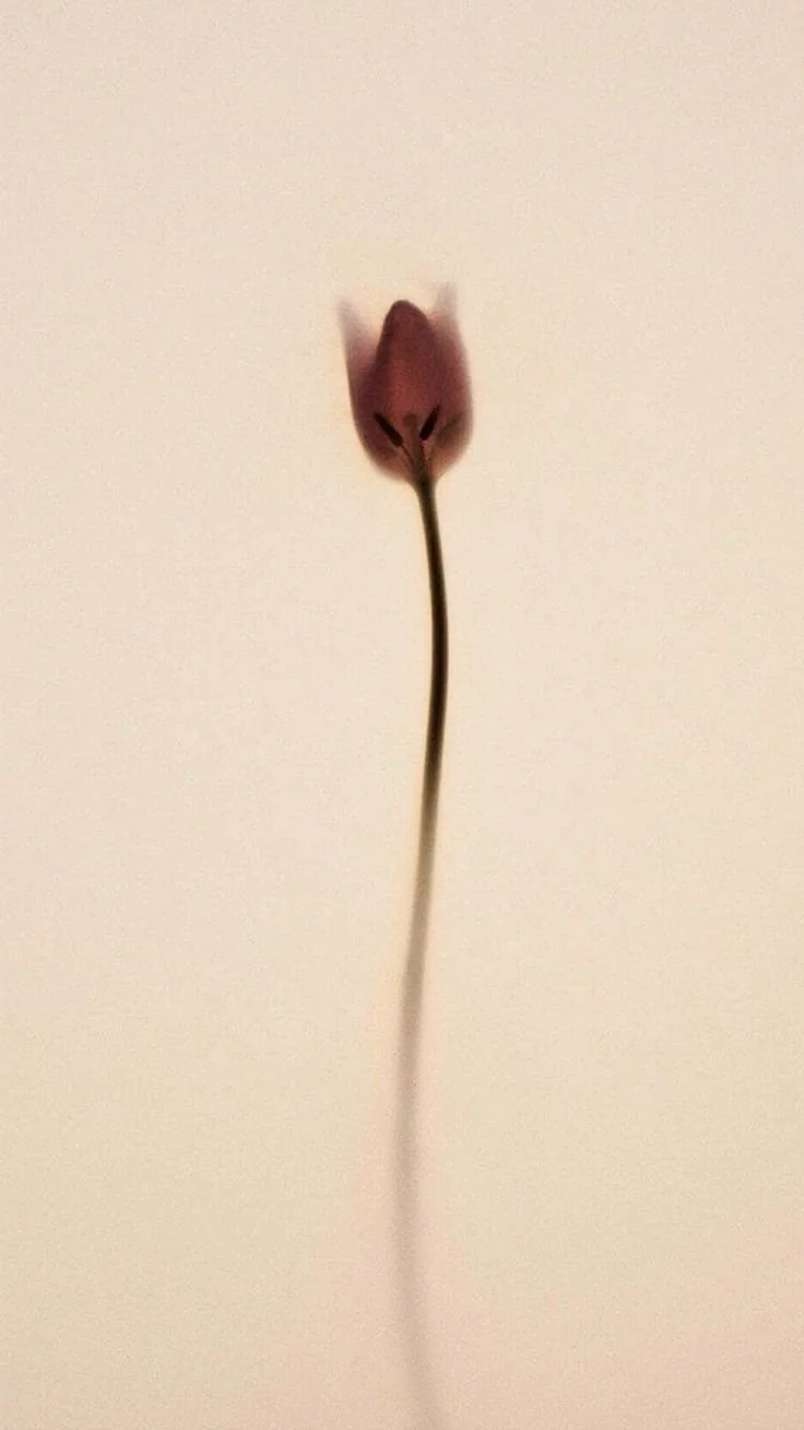 Florescer começa por dentro com EMPAUSA.