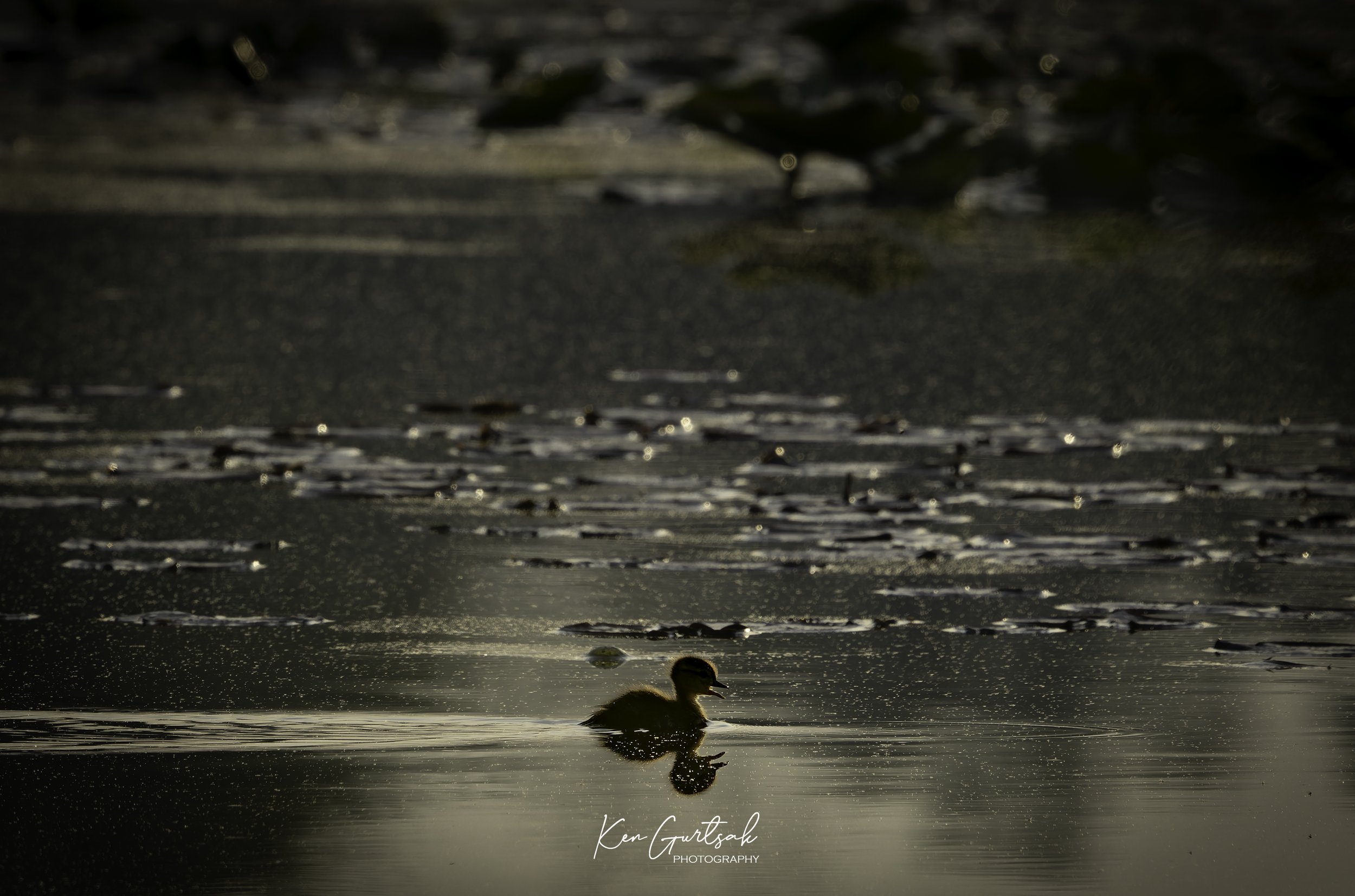 Bird-2.jpg