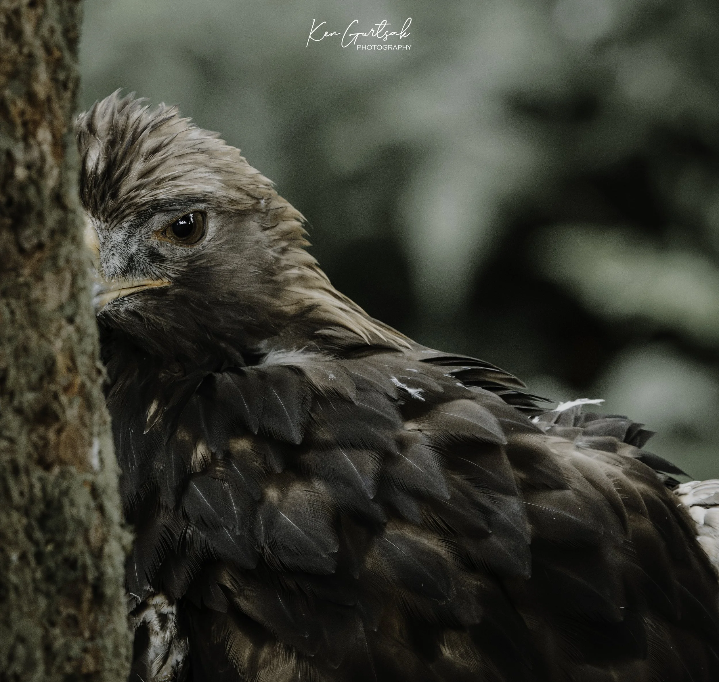 G Eagle-2.jpg