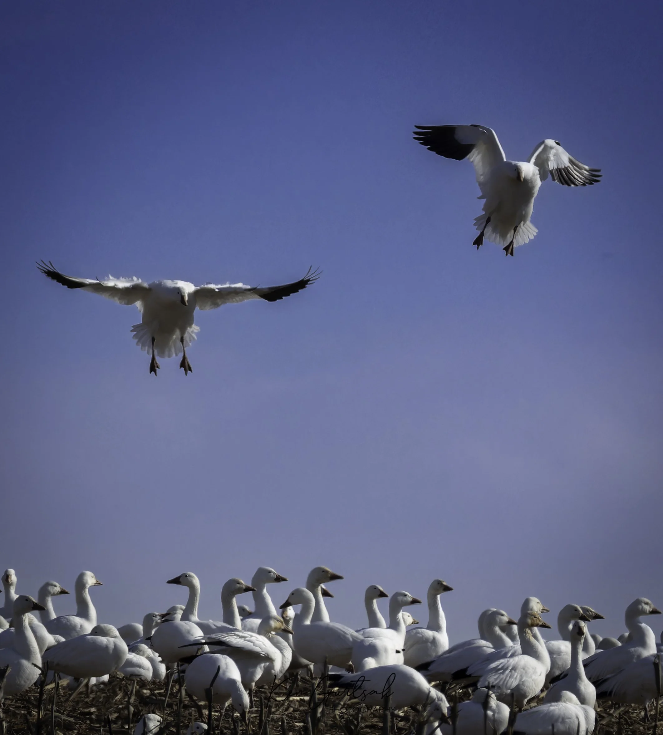 Snow Geese (1 of 1)-7.jpg