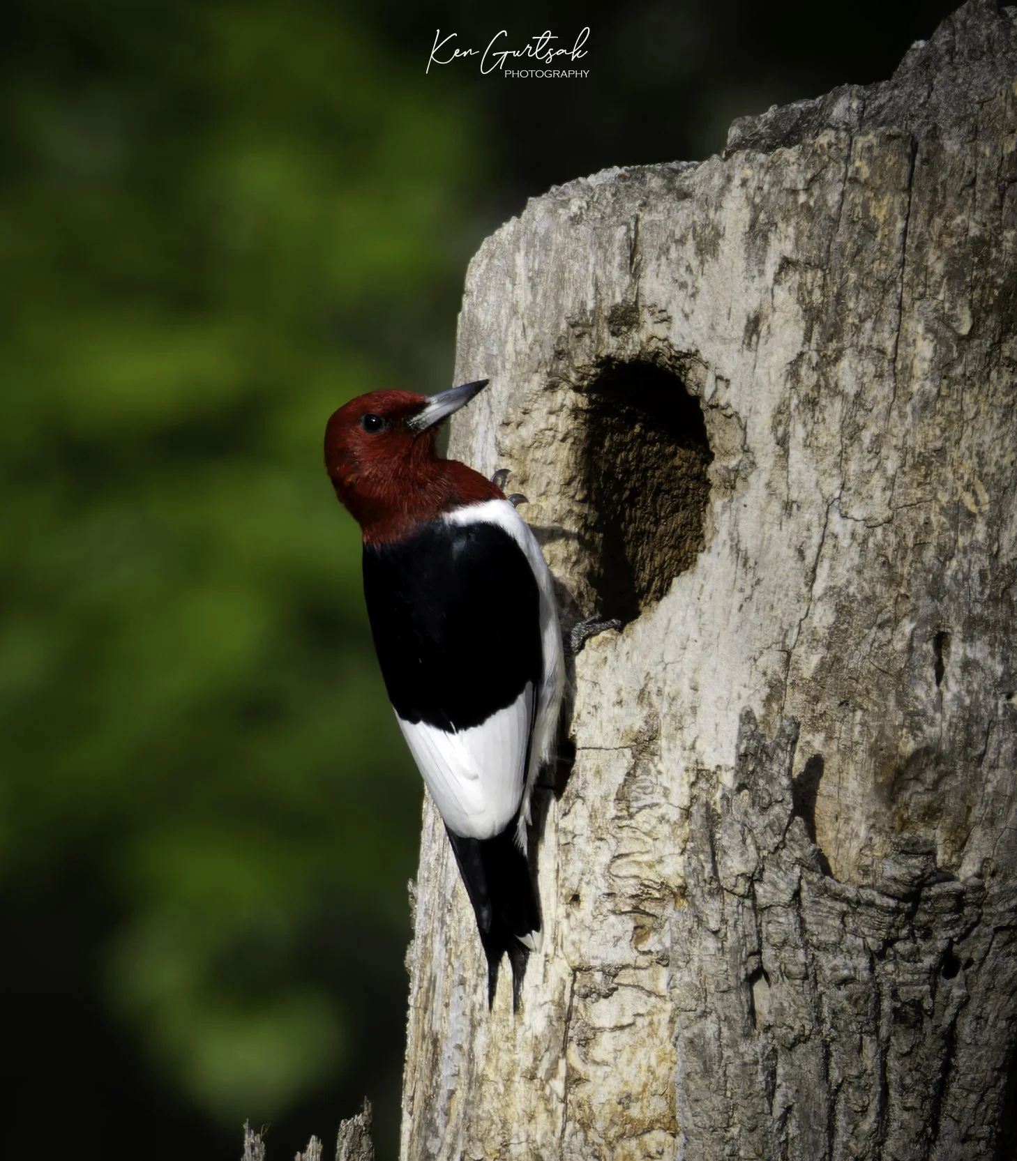 Bird-5.jpg