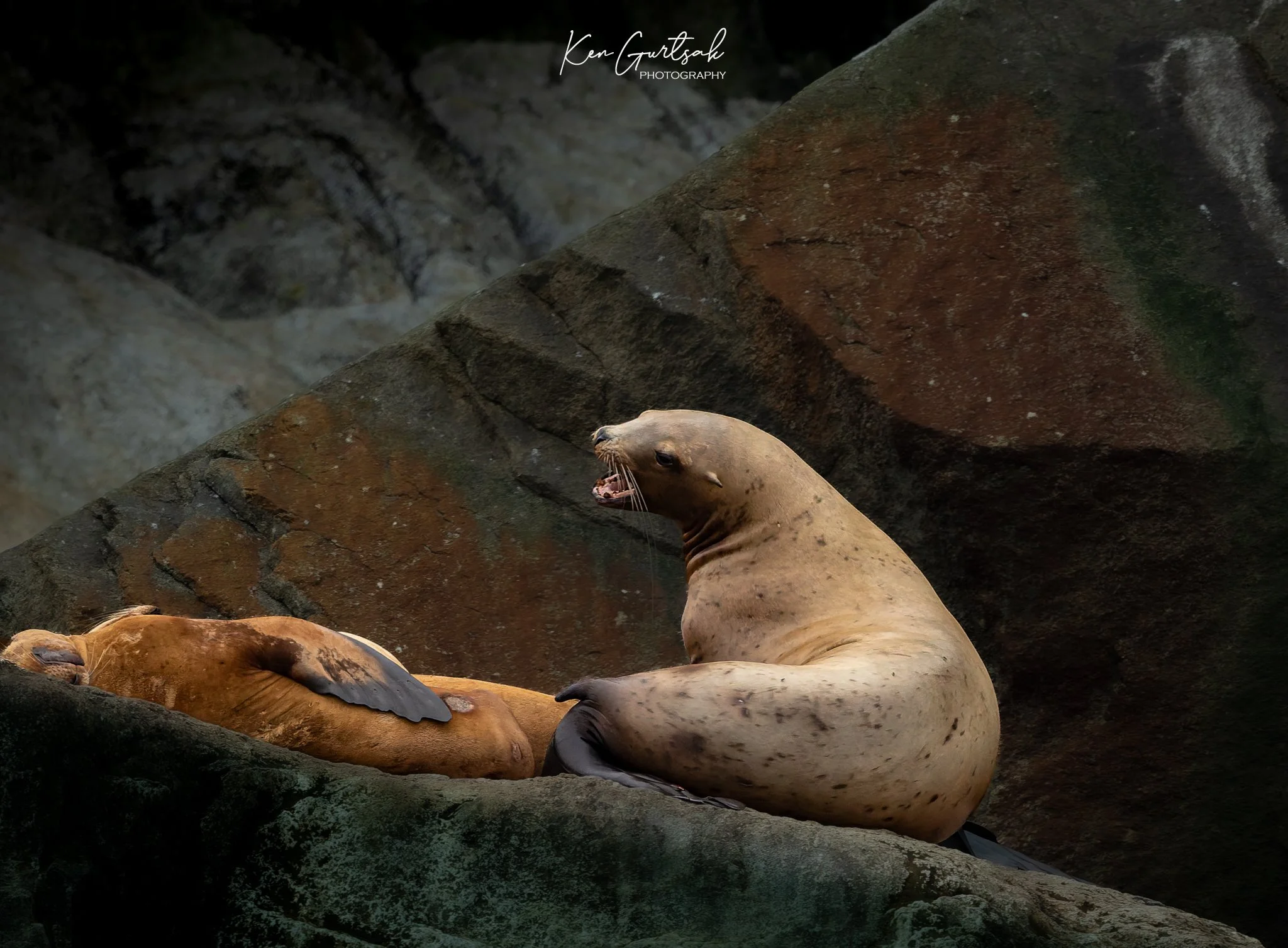 Steller Lion Seal DXO (1 of 1)-2.jpg