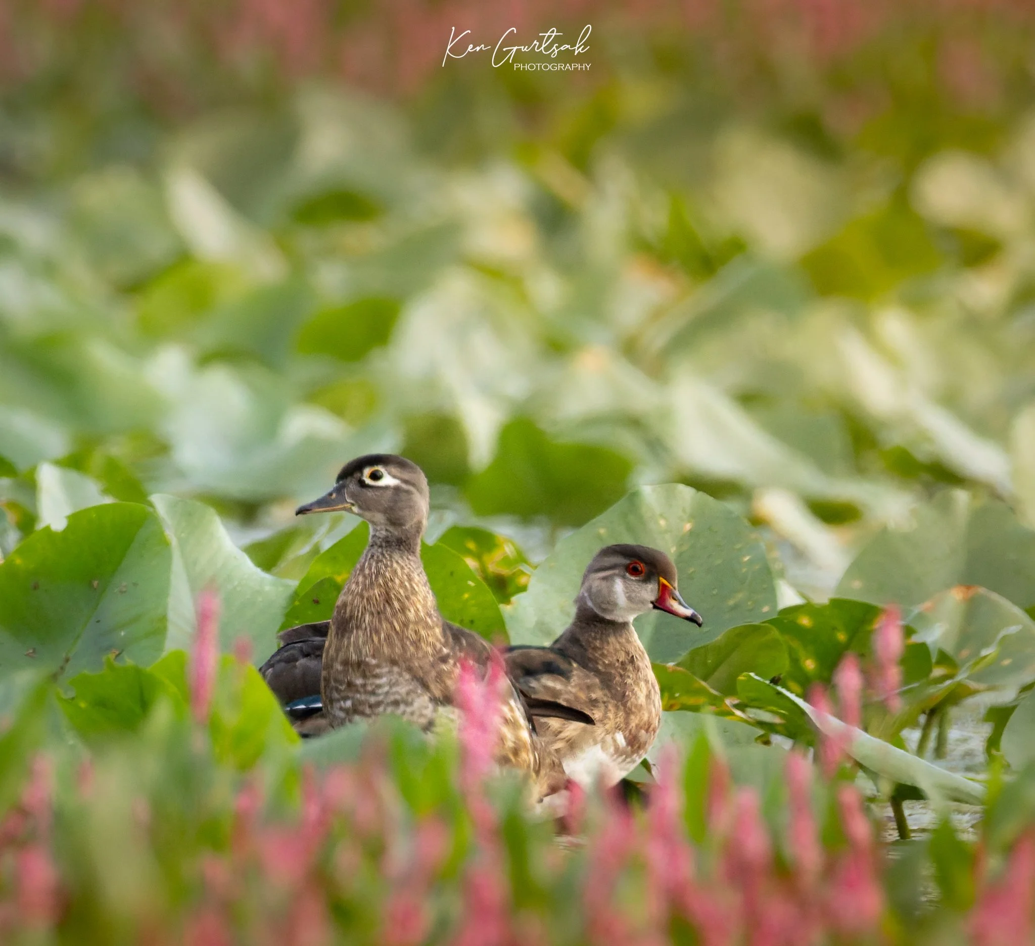 Wood Duck (1 of 1).jpg