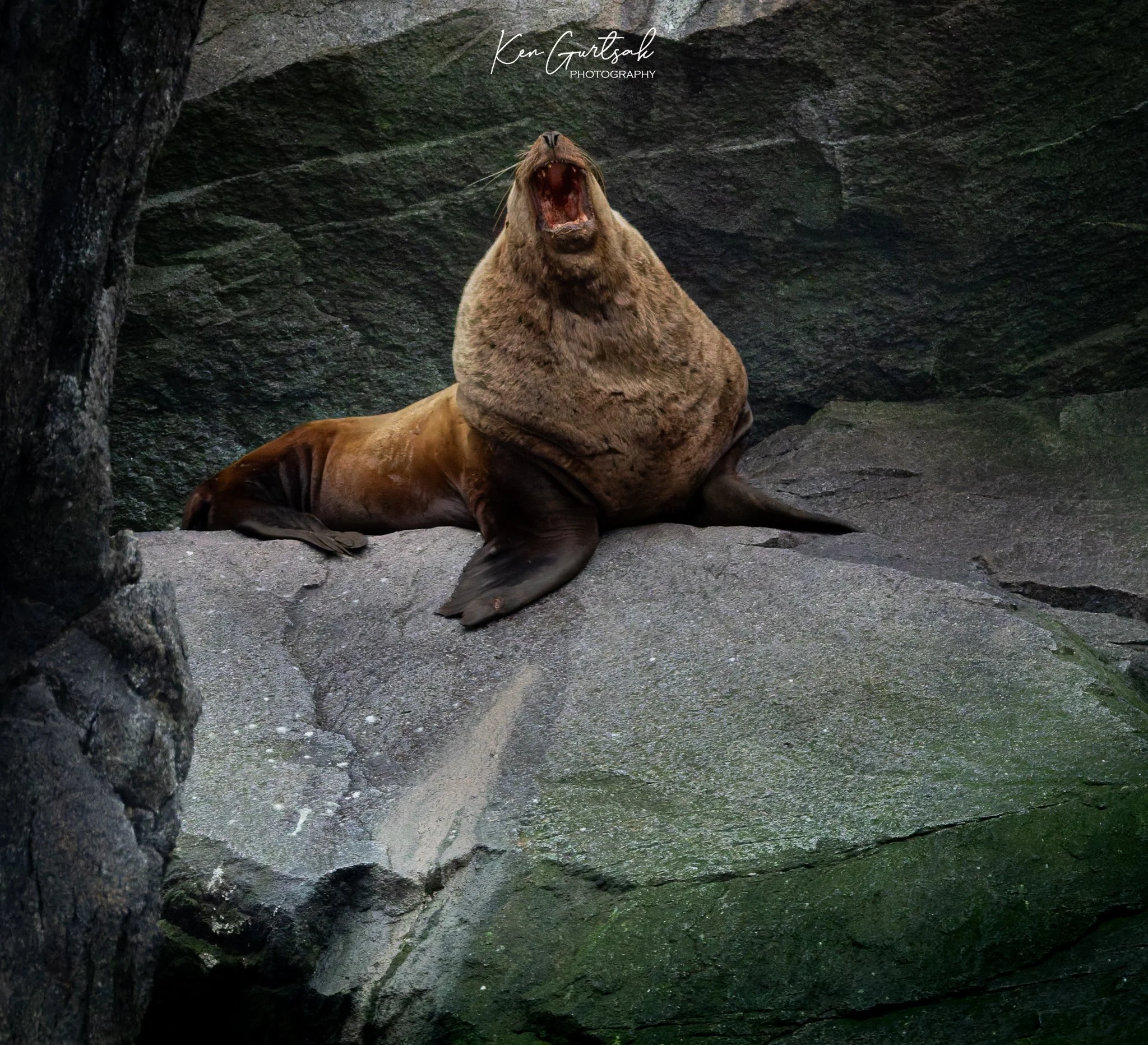 Stellar Sea Lion DXO (1 of 1).jpg