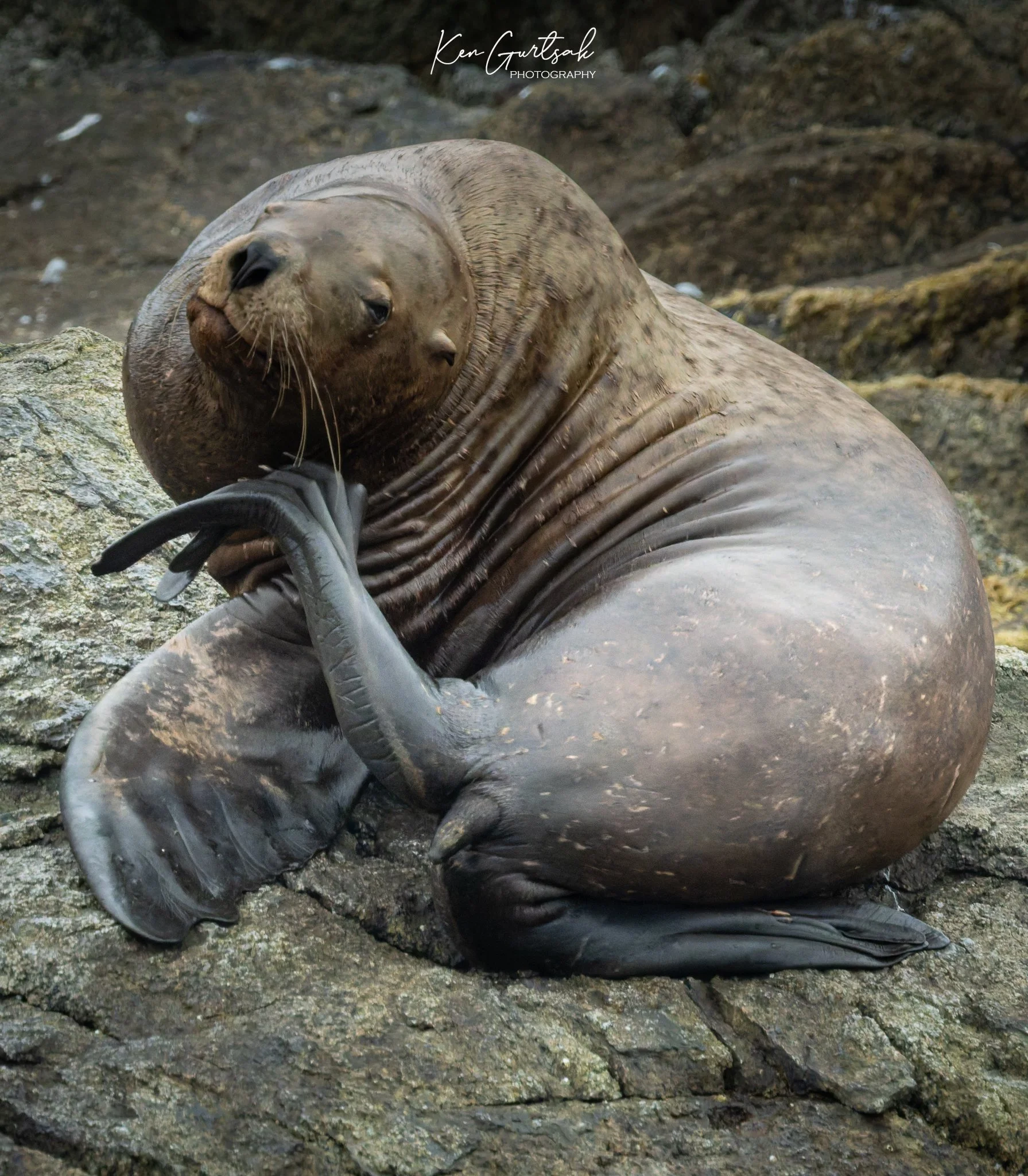 Stellar Lion Seal DXO (1 of 1).jpg