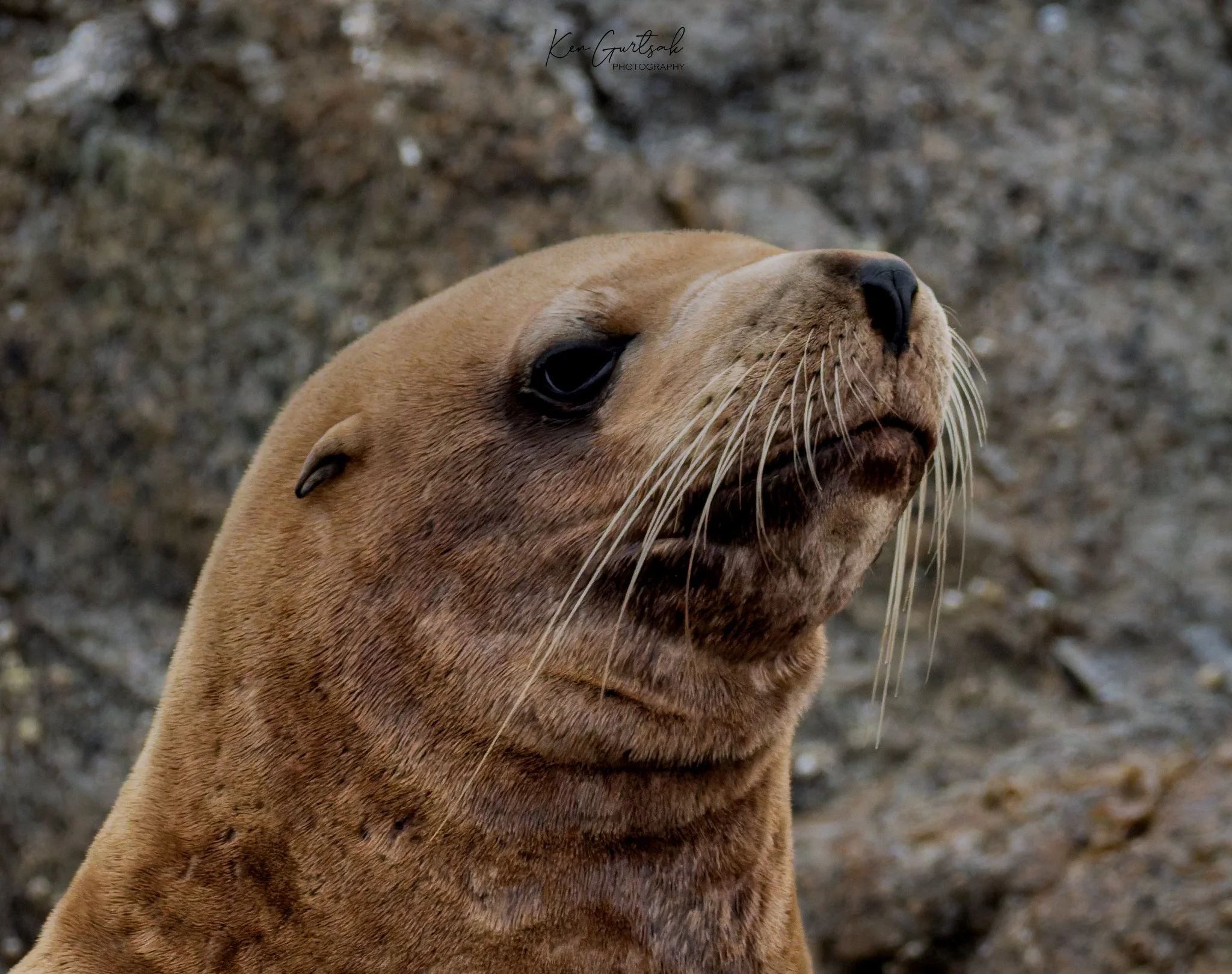 Stellar Lion Seal DXO (1 of 1)-4.jpg