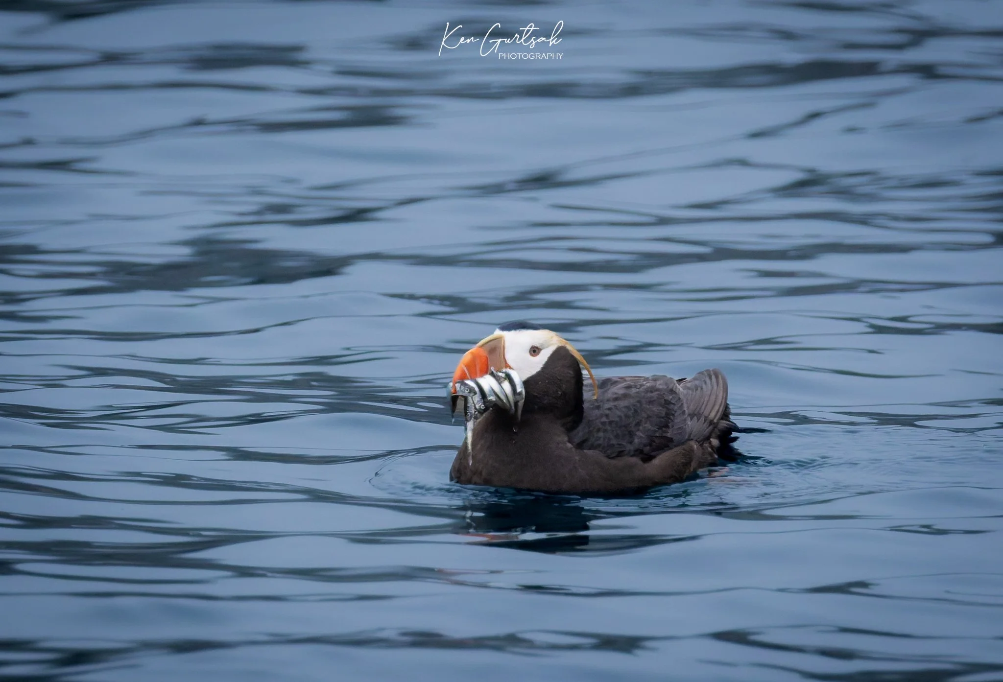 Puffin DXO (1 of 1).jpg