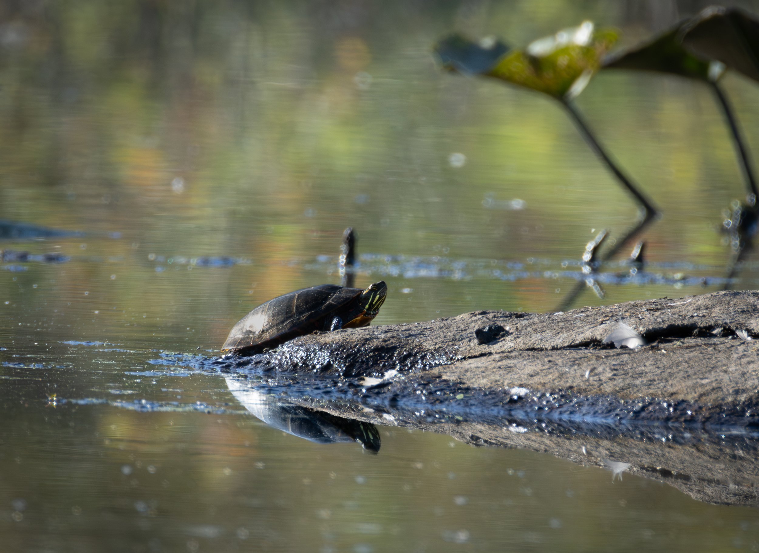 GB Turtle-1.jpg