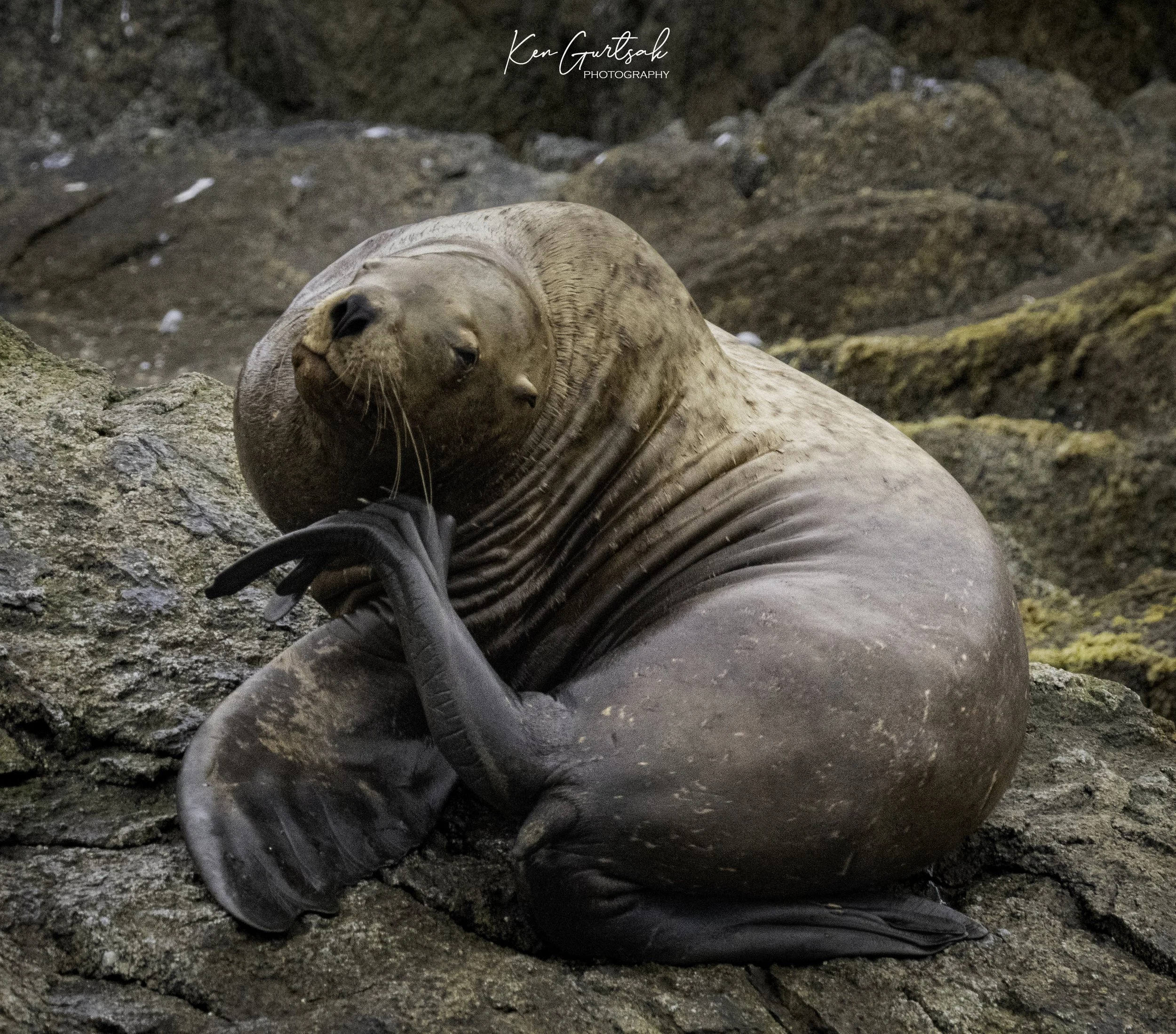 Stellar Sea Lion (1 of 1)-2.jpg