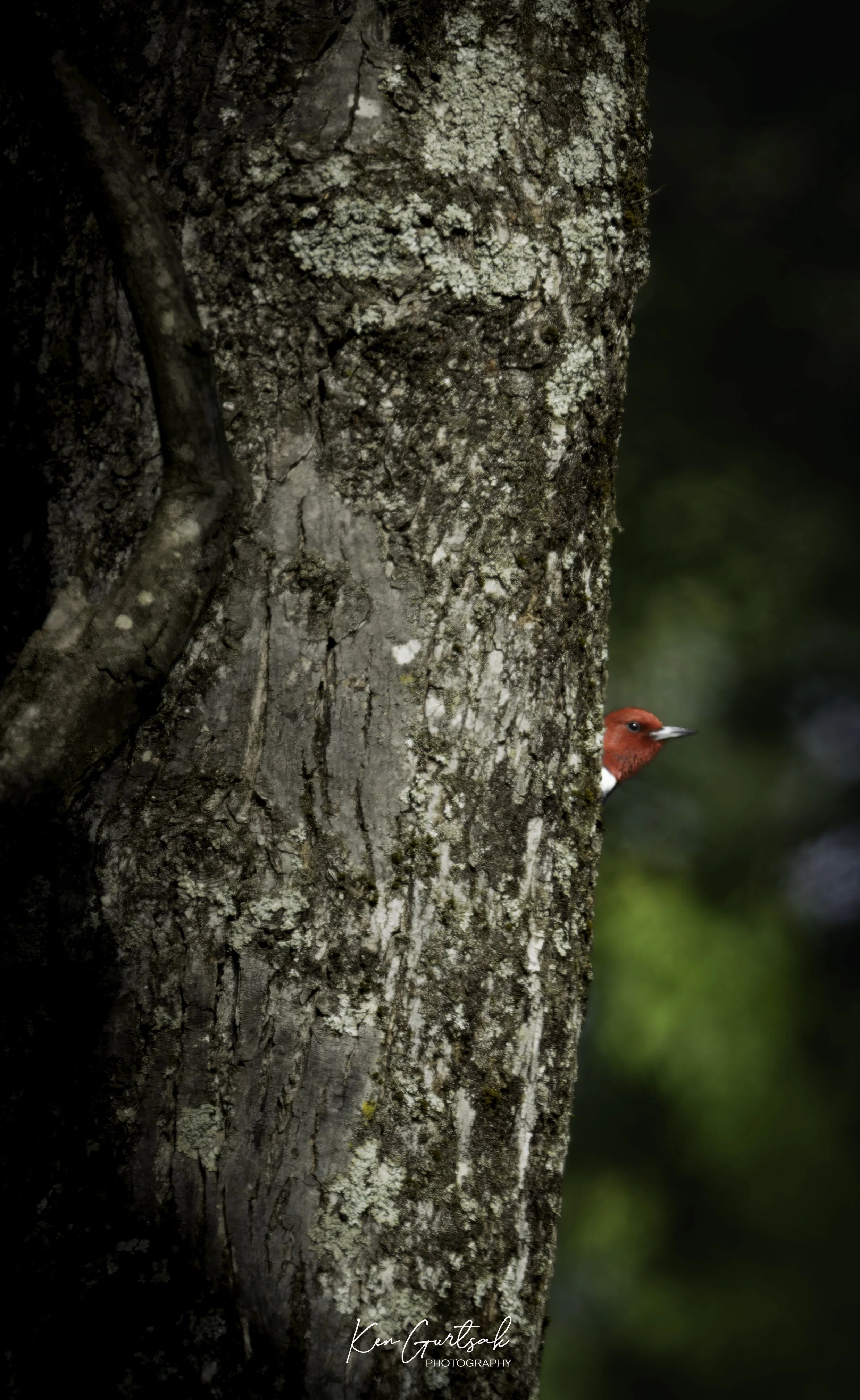 rhpecker (1 of 1)-2.jpg
