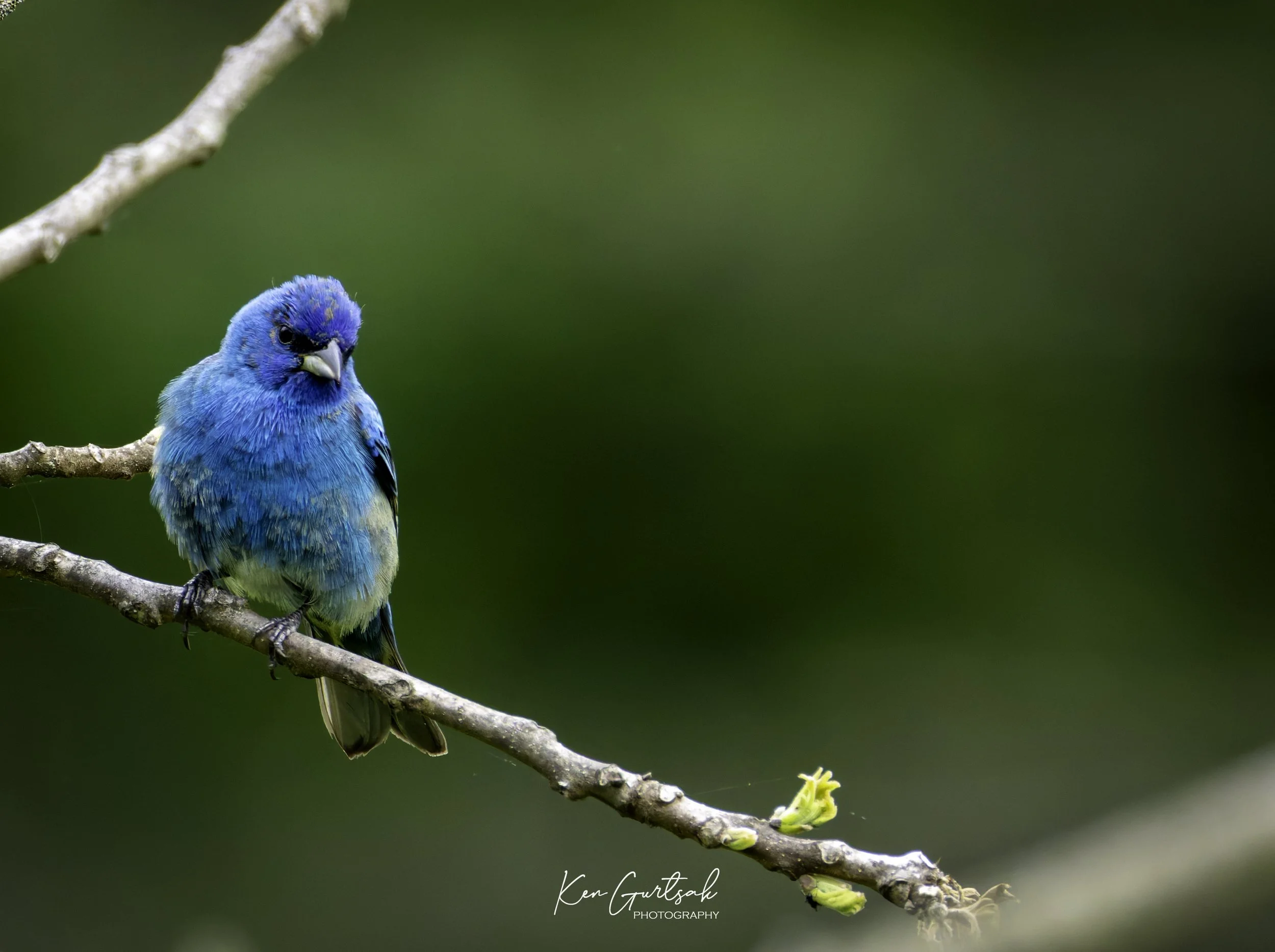 Bird (1 of 1)-3.jpg