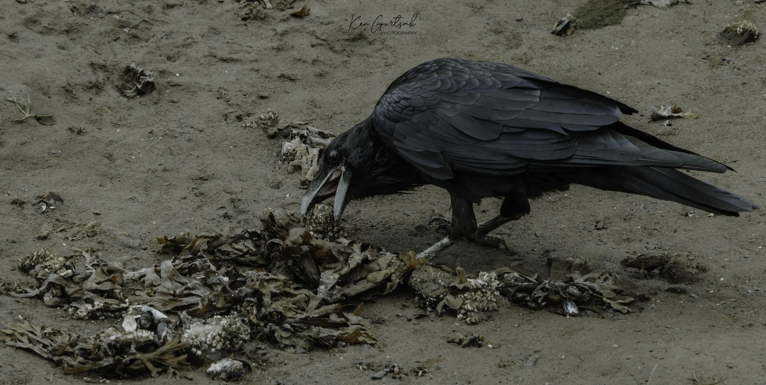Raven-2.jpg
