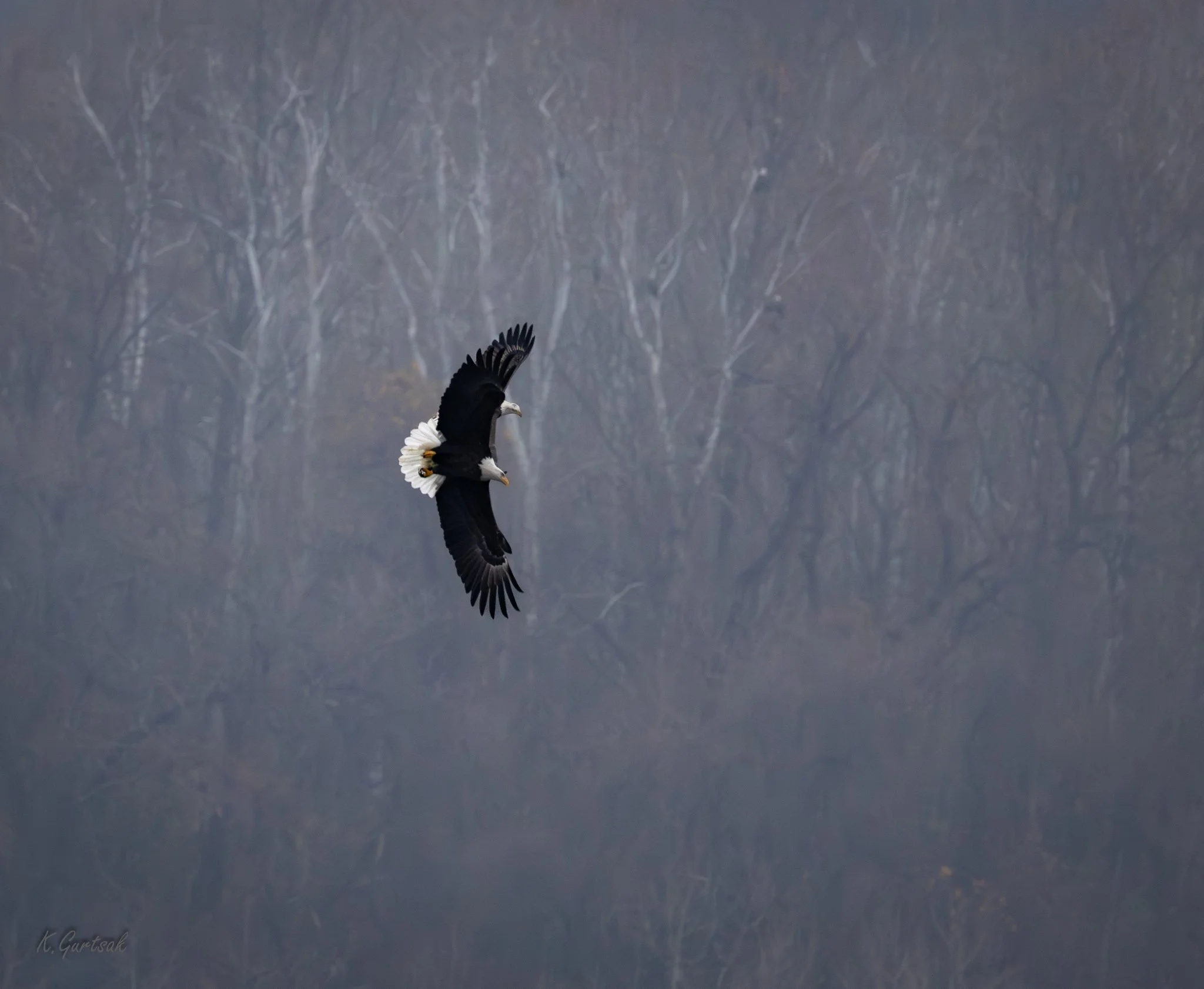 Cono Dam Eagle-1.jpg