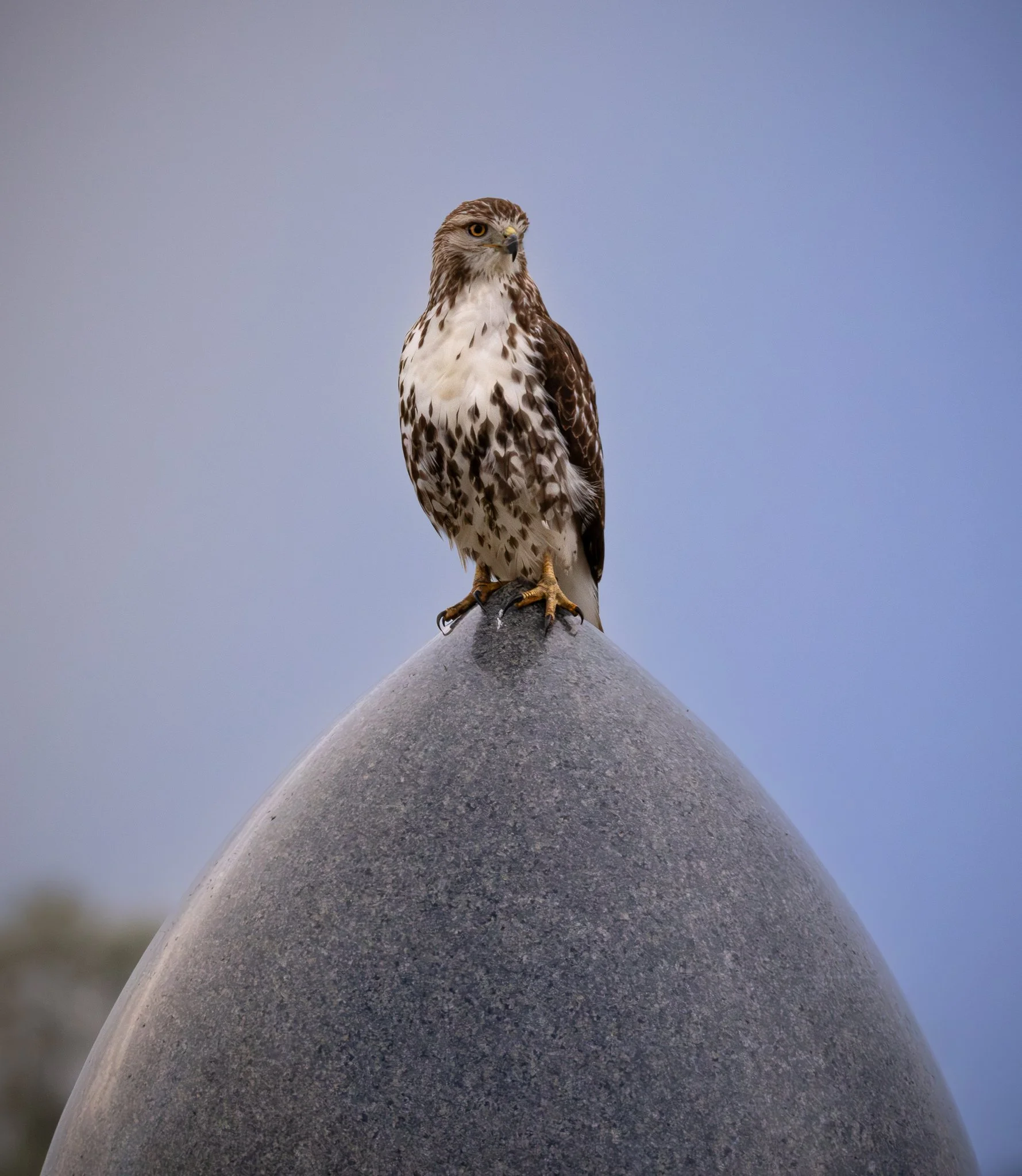 GB Coopers Hawk 2.jpg