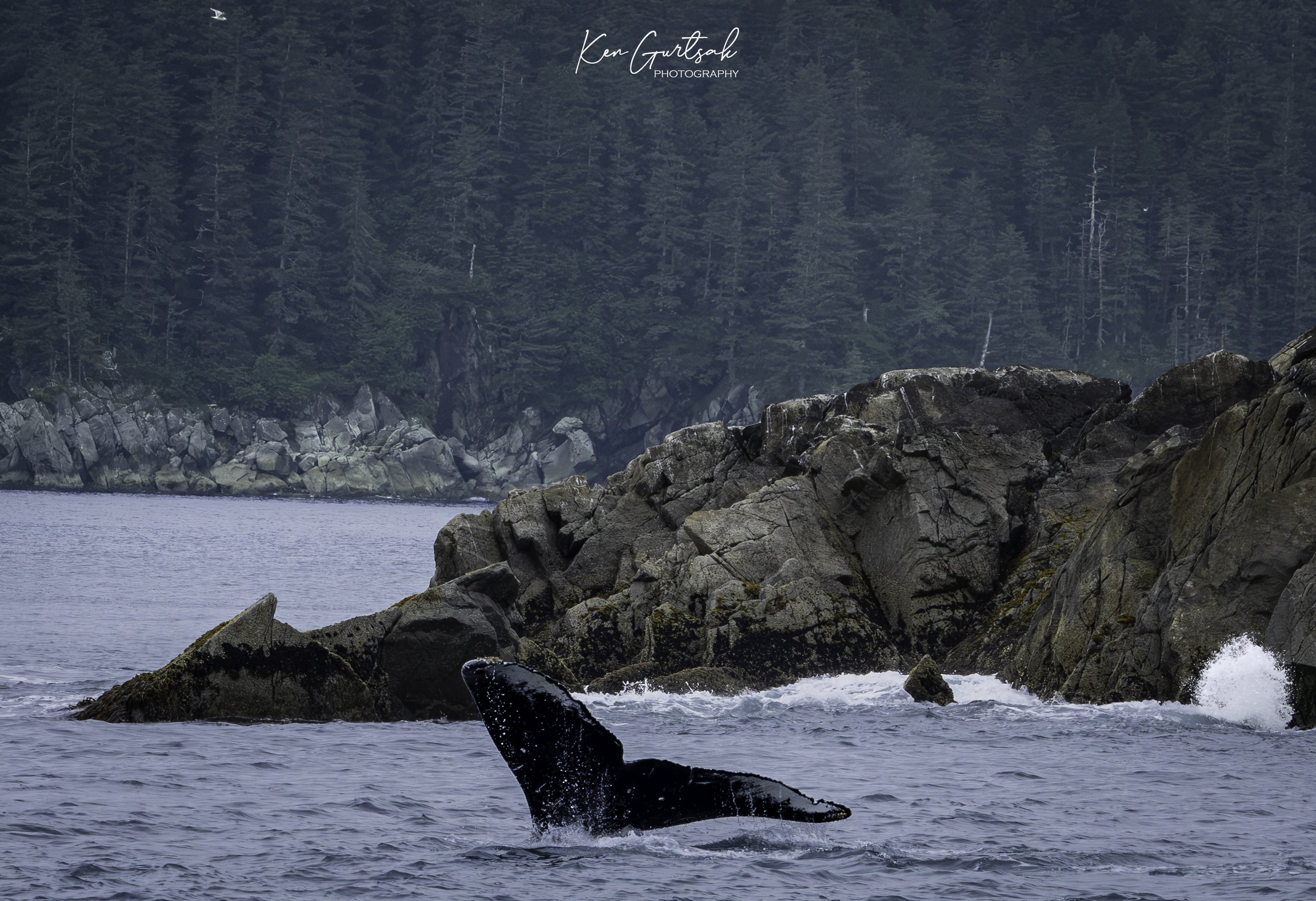 H Whale (1 of 1).jpg