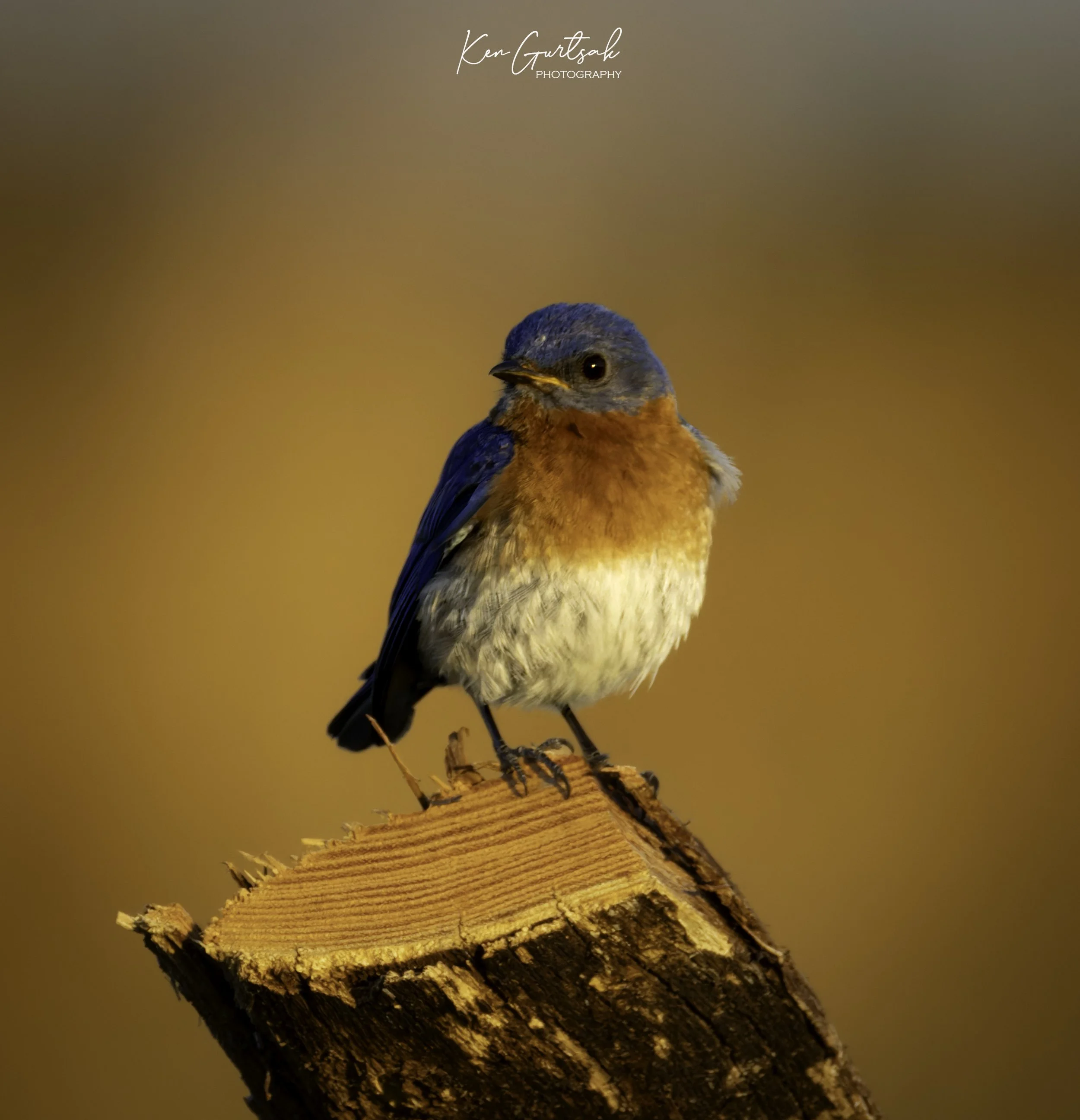BLuBird.jpg