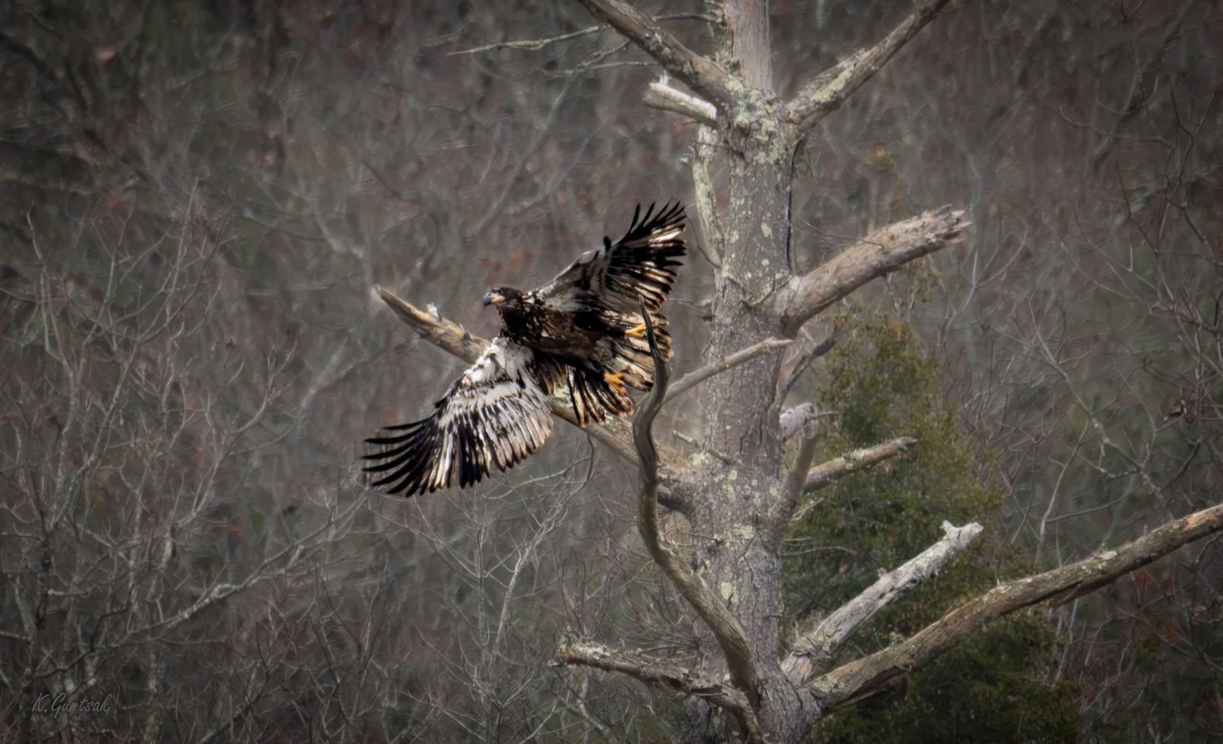 Bald Eagle 1-1-topaz-upscale-2.2x.jpg