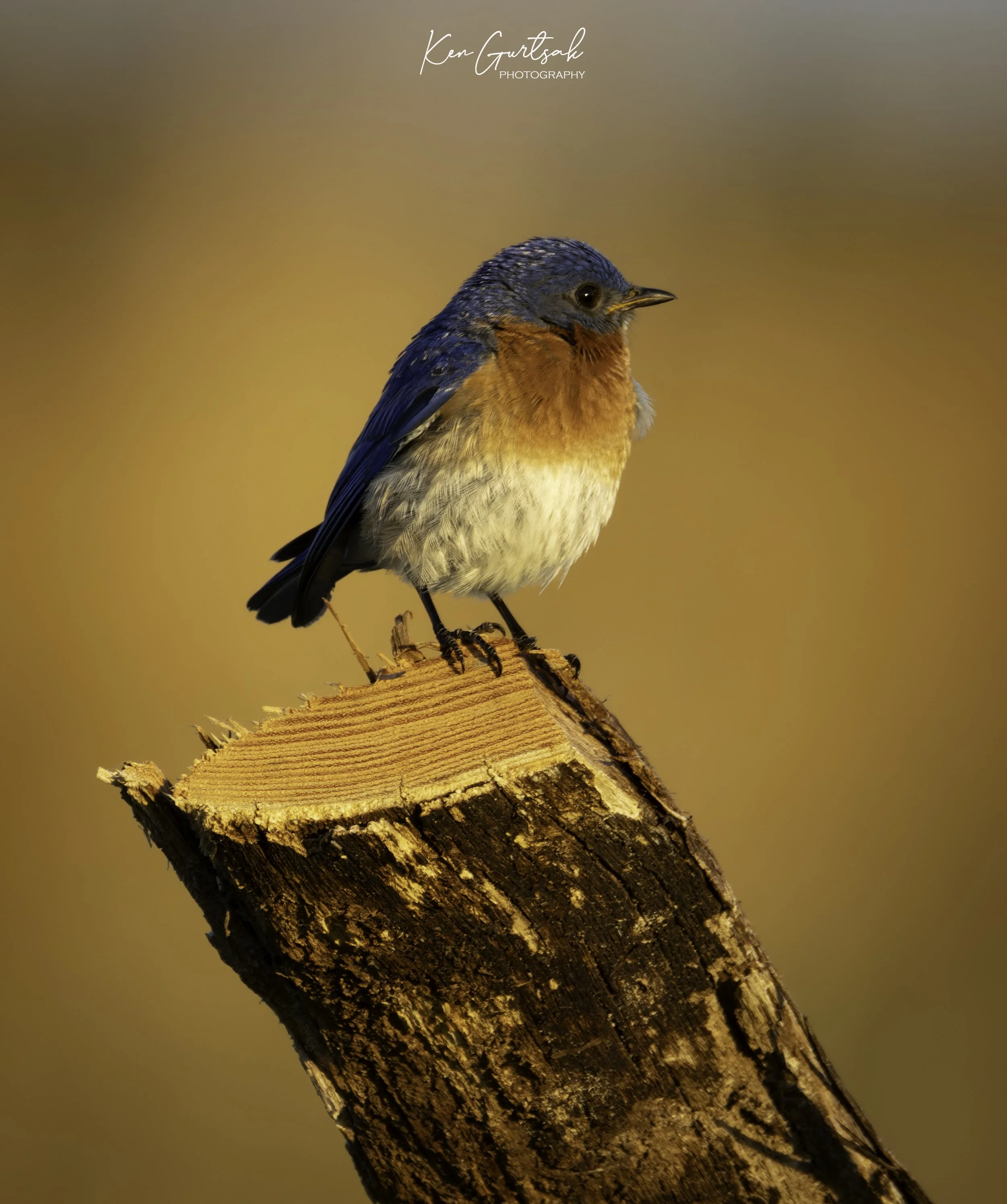 BLuBird-2.jpg