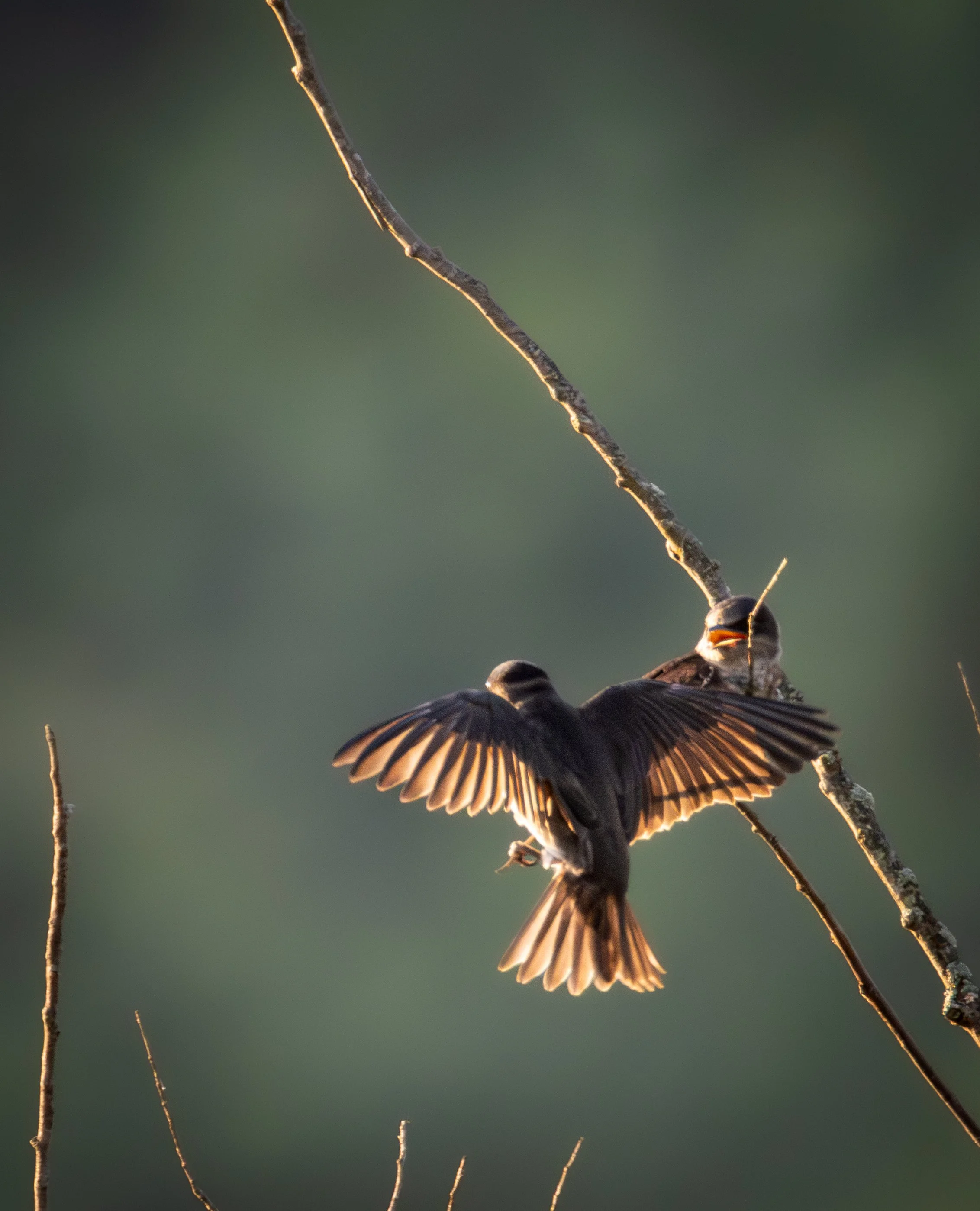 GB Birds on a tree 1 (1 of 1)-2.jpg