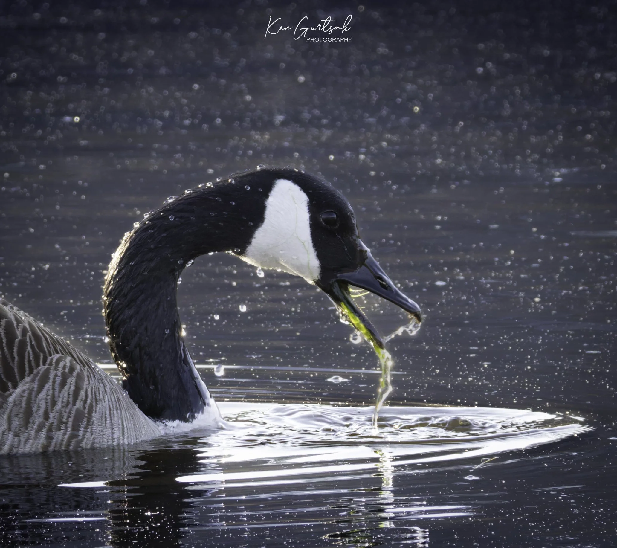 Canada Goose March (1 of 1)-5.jpg