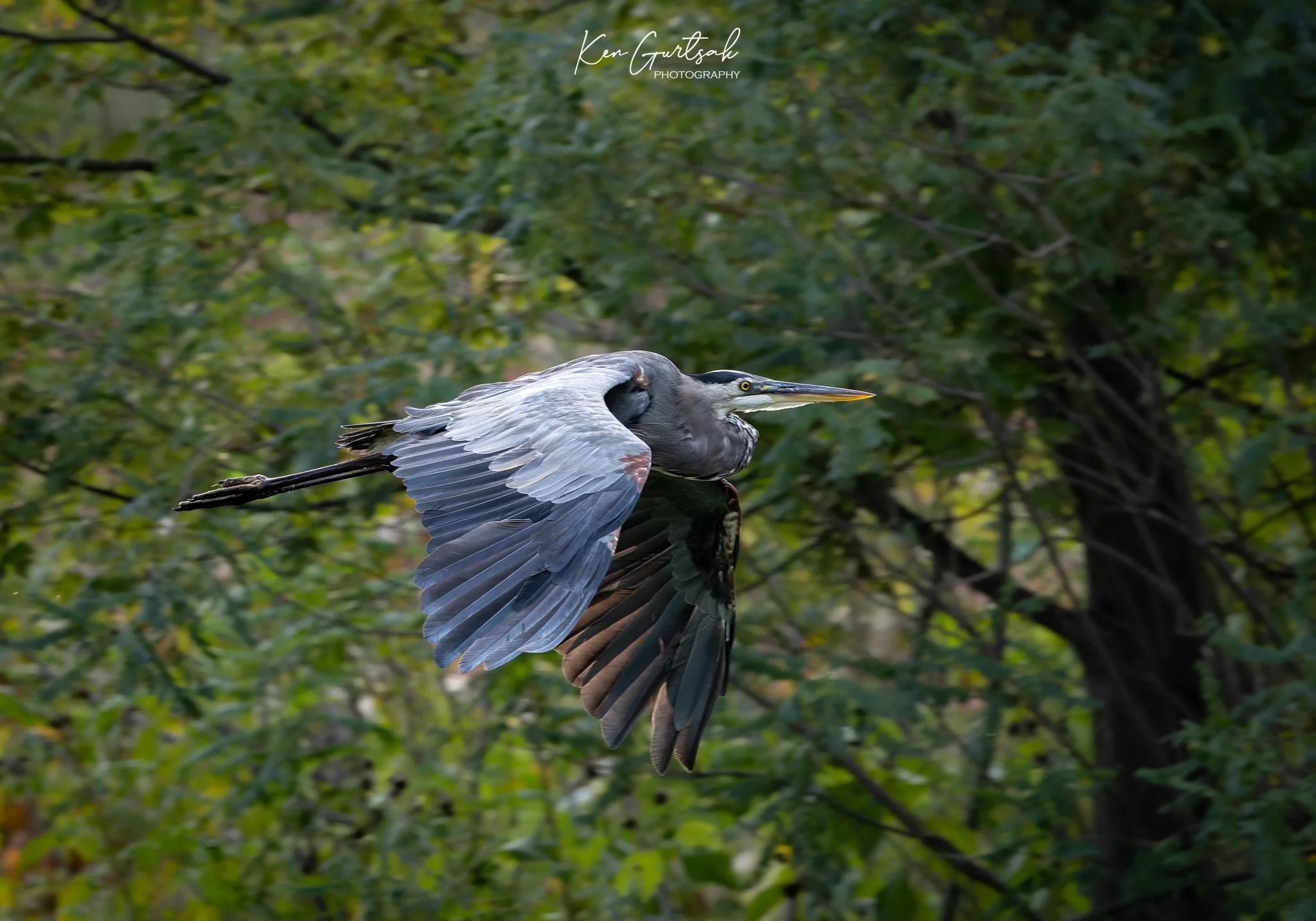 Blue Heron (1 of 1).jpg