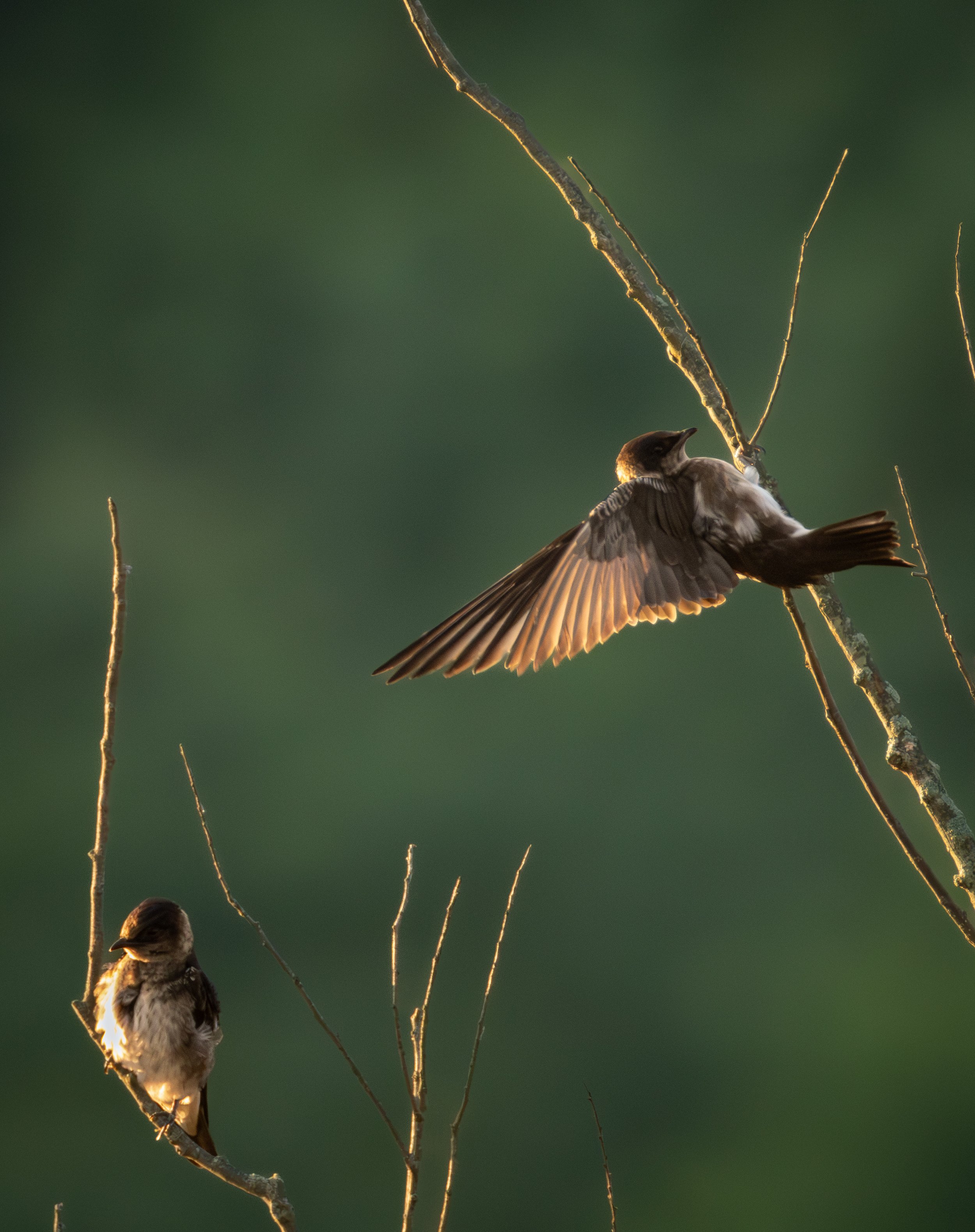 GB Birds on a tree 4 (1 of 1).jpg