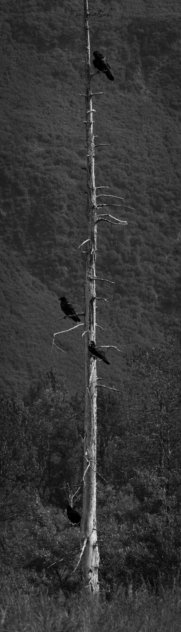 Ravens (1 of 1).jpg