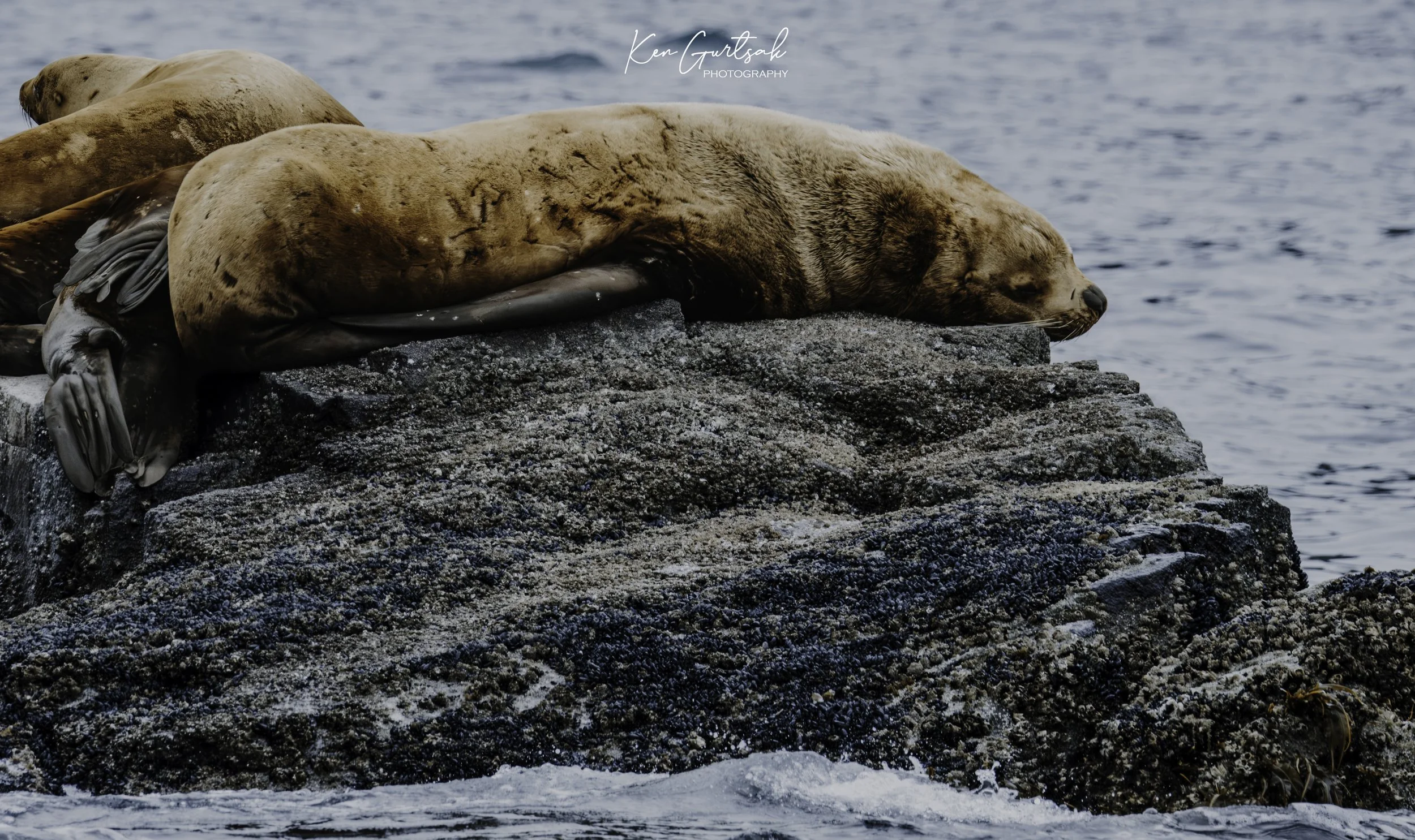 Stellar Lion Seal.jpg
